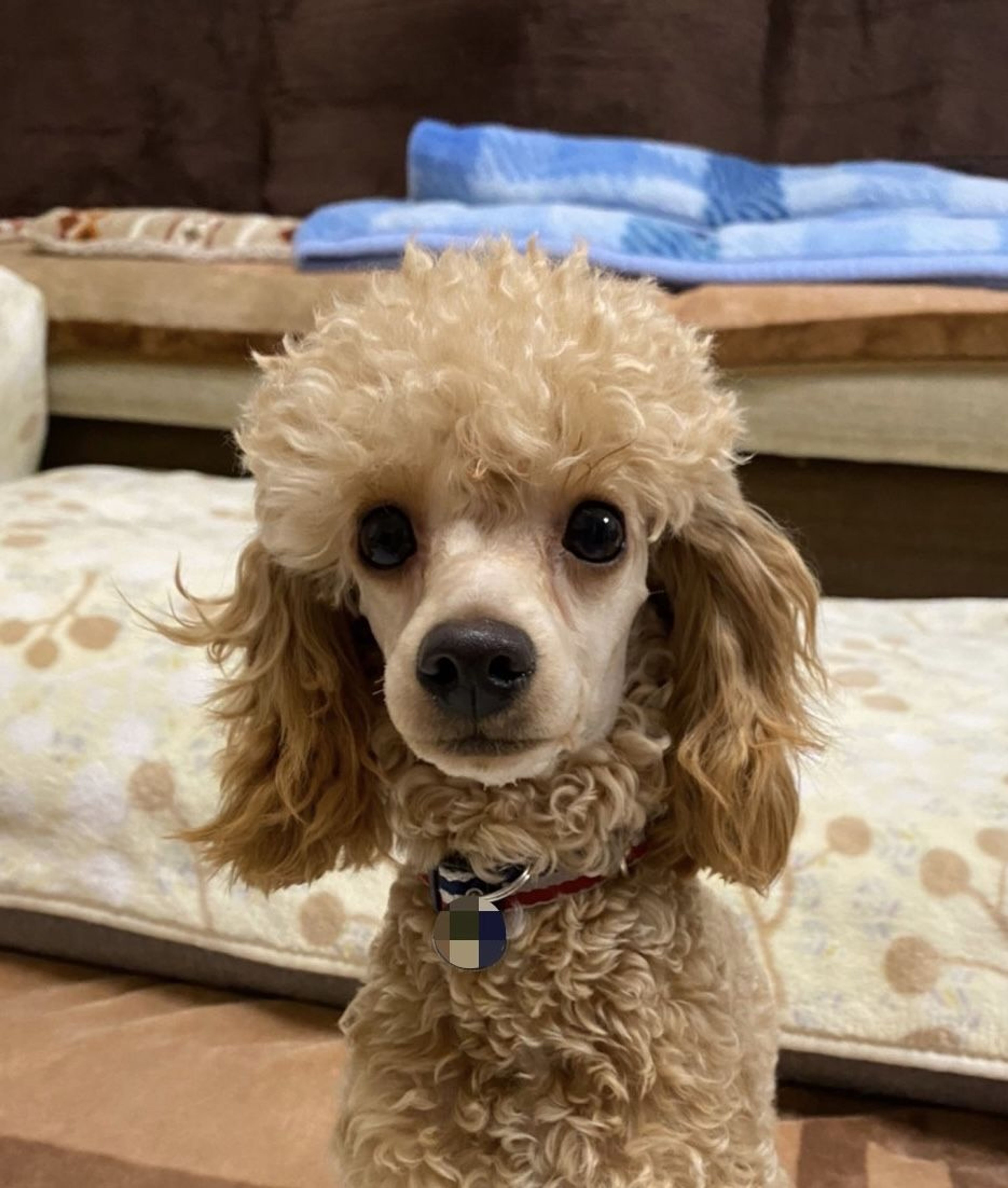 pet-image-8