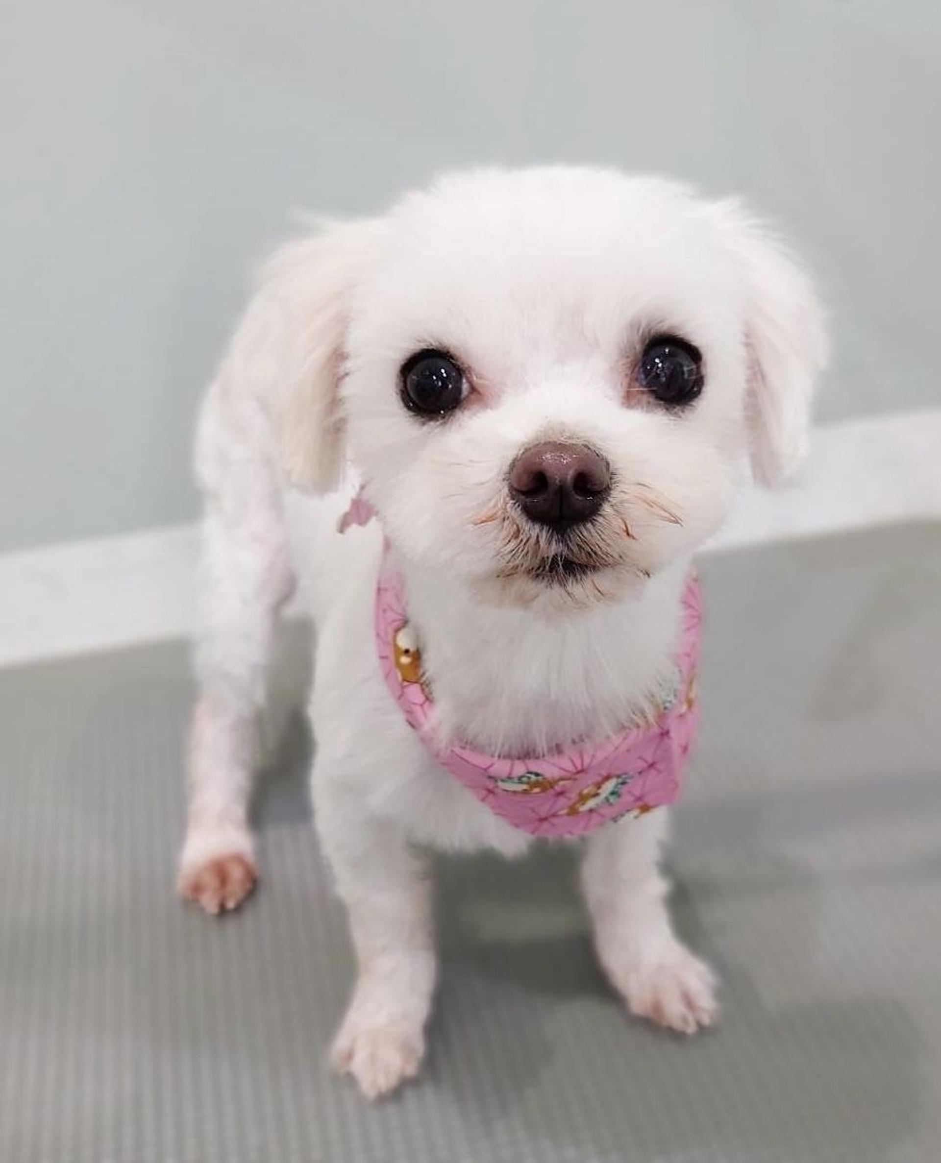 pet-image-2