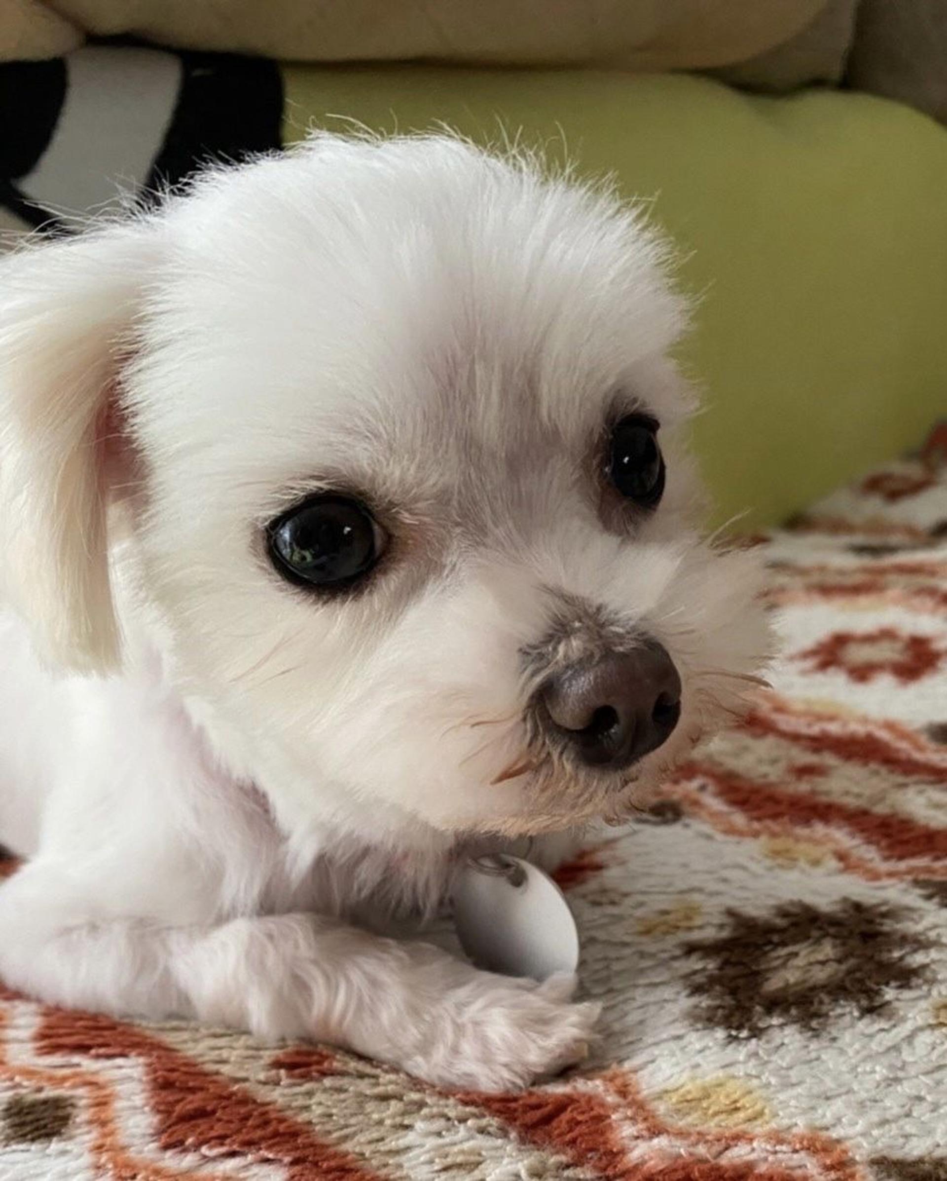 pet-image-3
