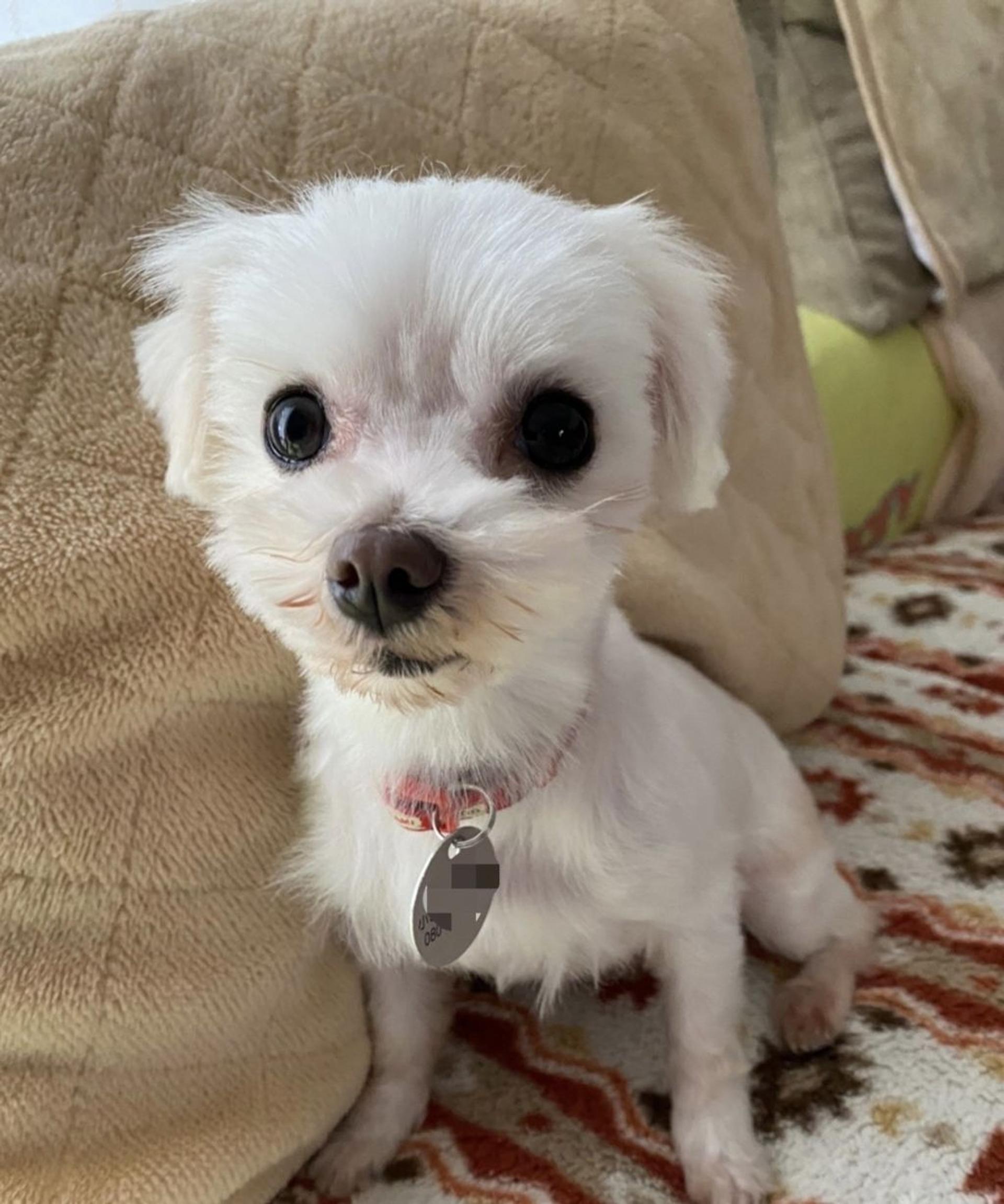 pet-image-5