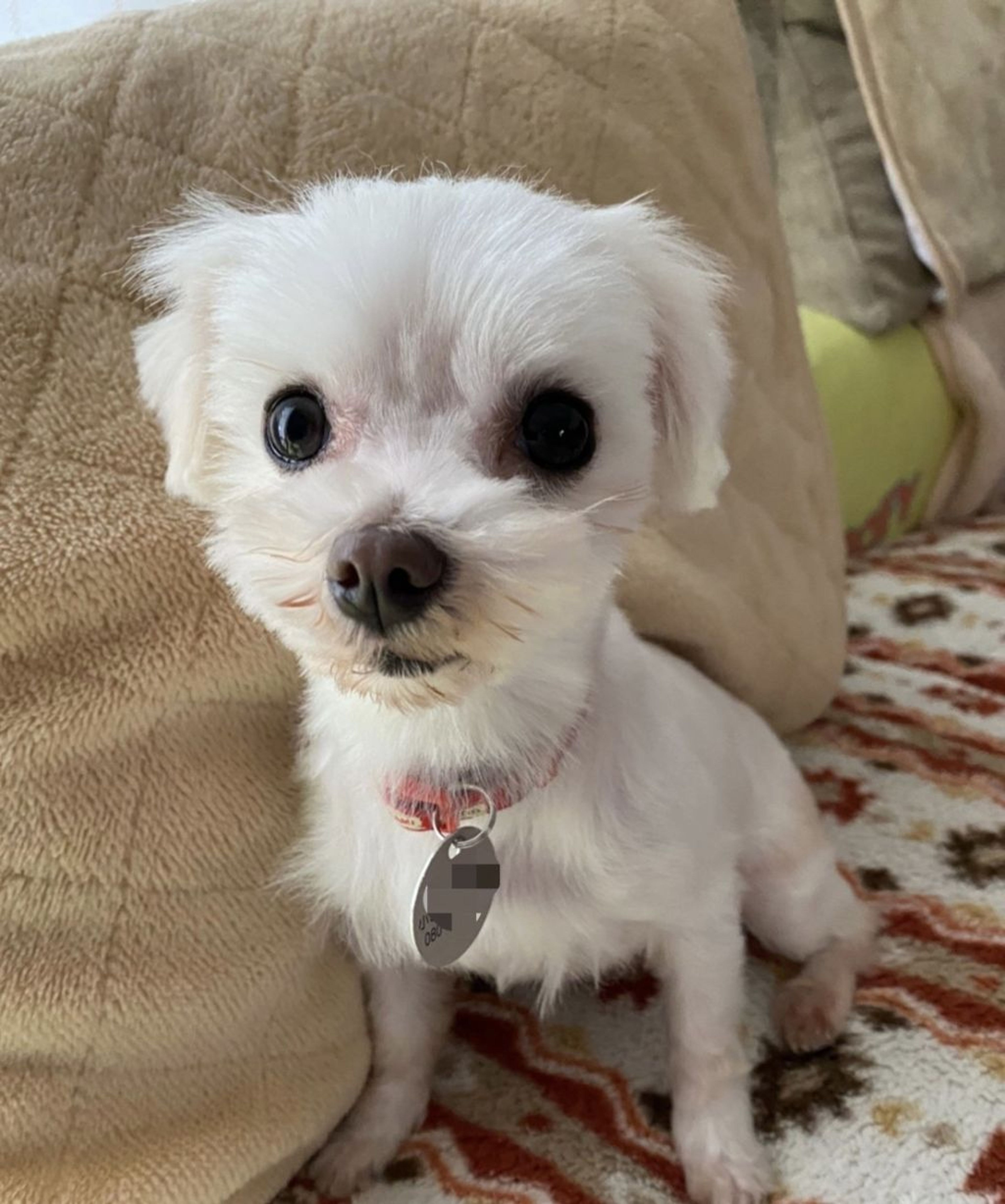 pet-image-5