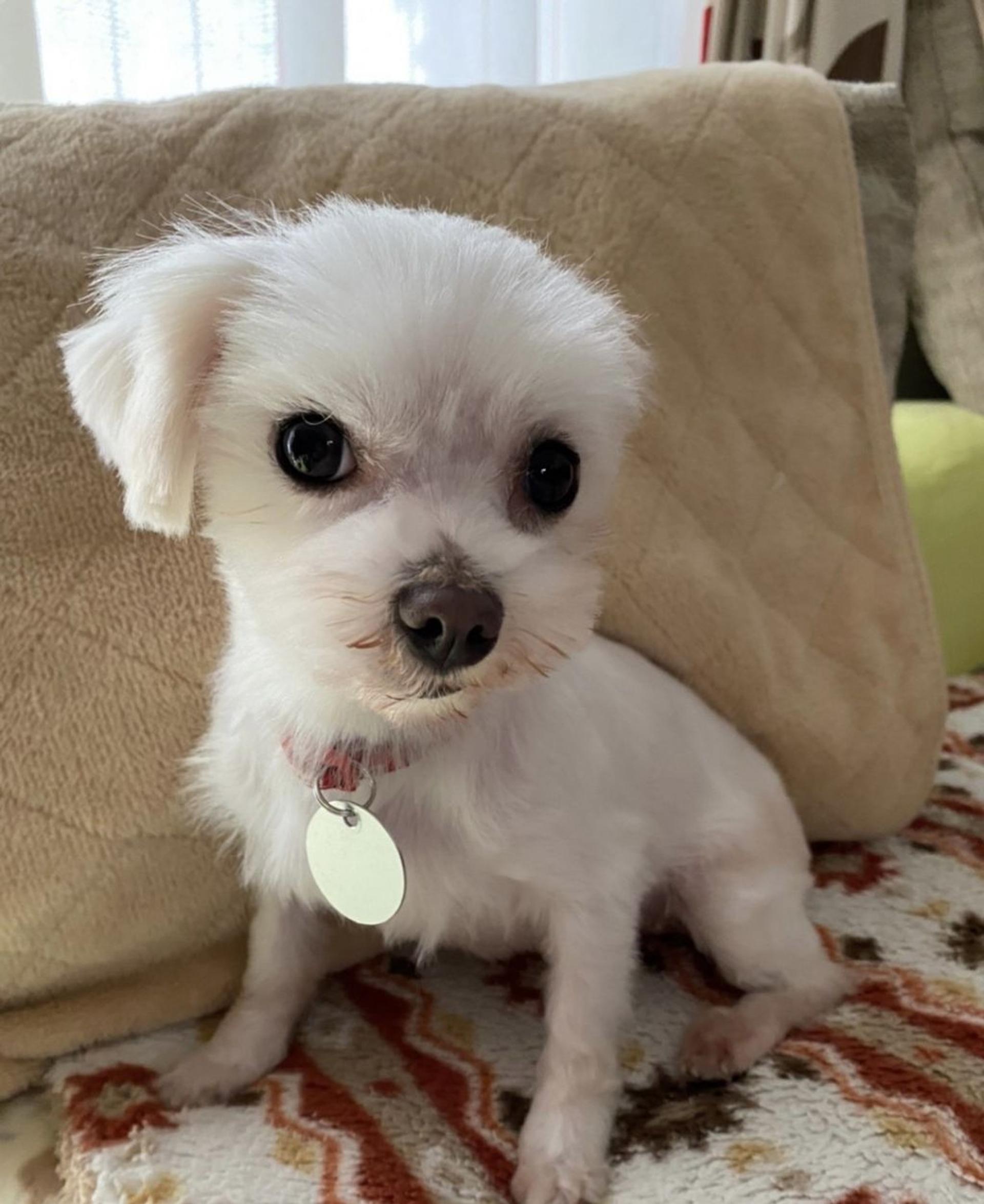 pet-image-6
