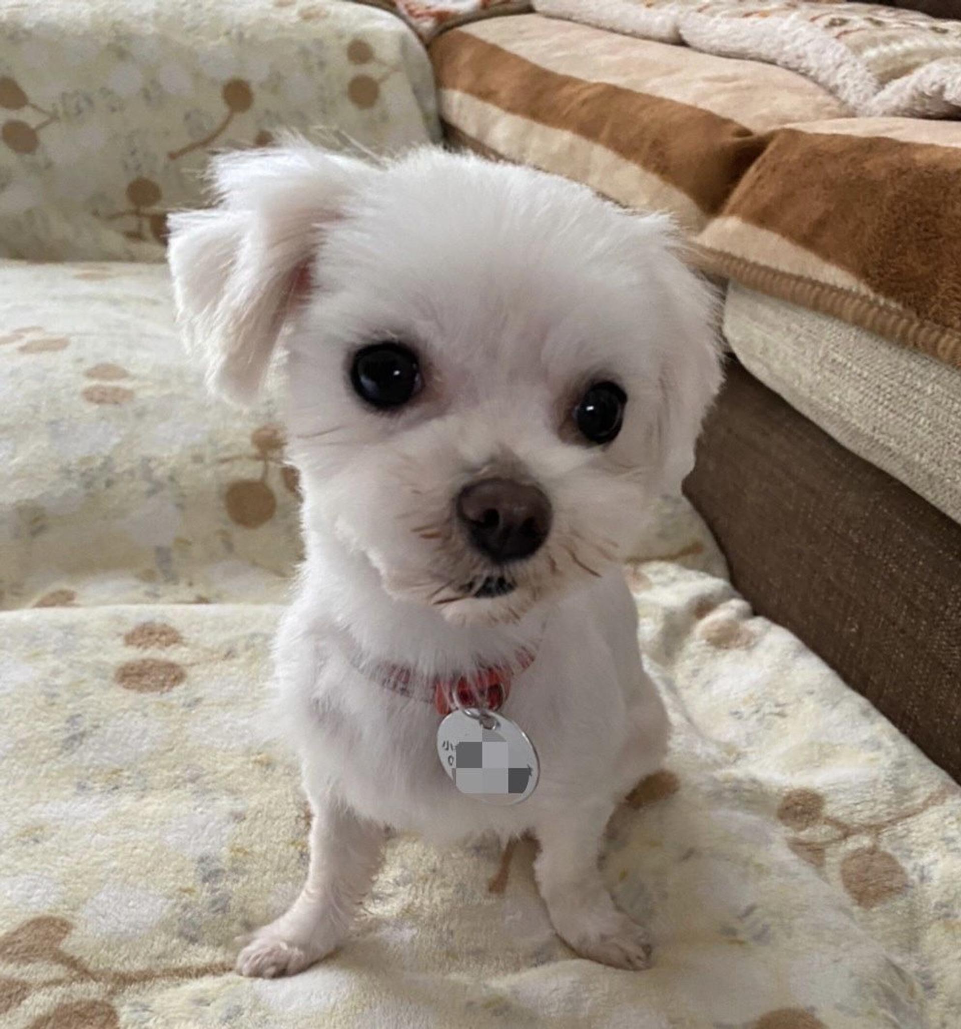 pet-image-7