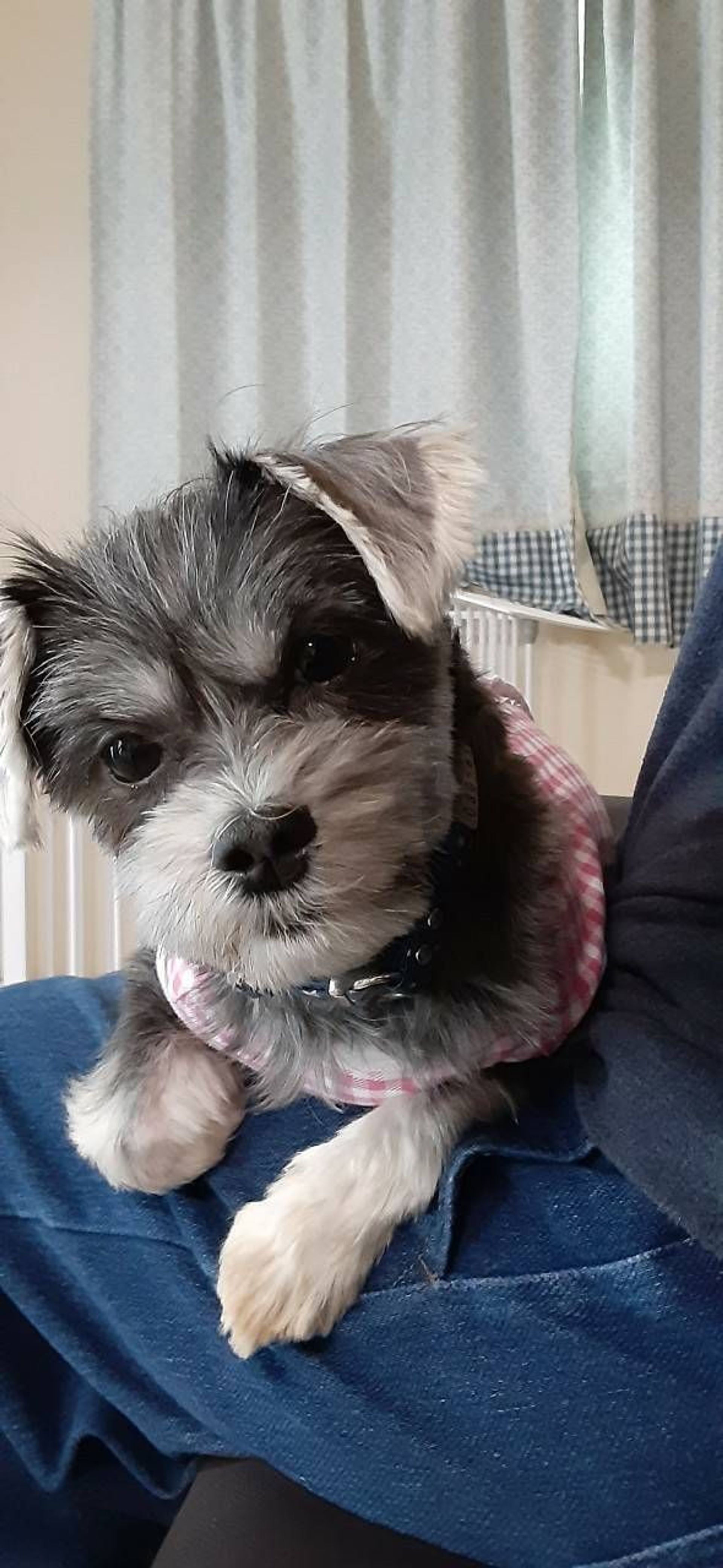 雑種（ミックス犬）・メスの里親募集の写真