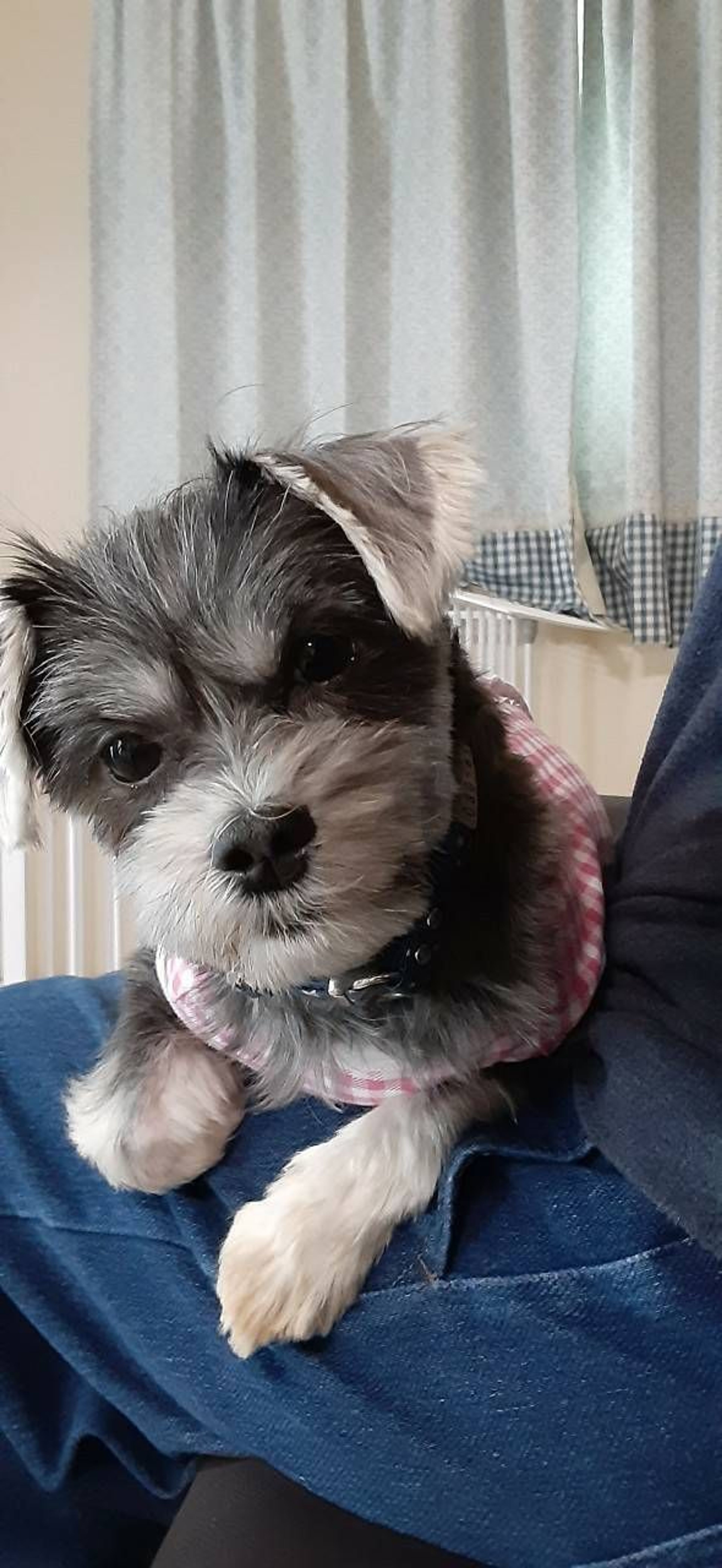 雑種（ミックス犬）・メスの里親募集の写真