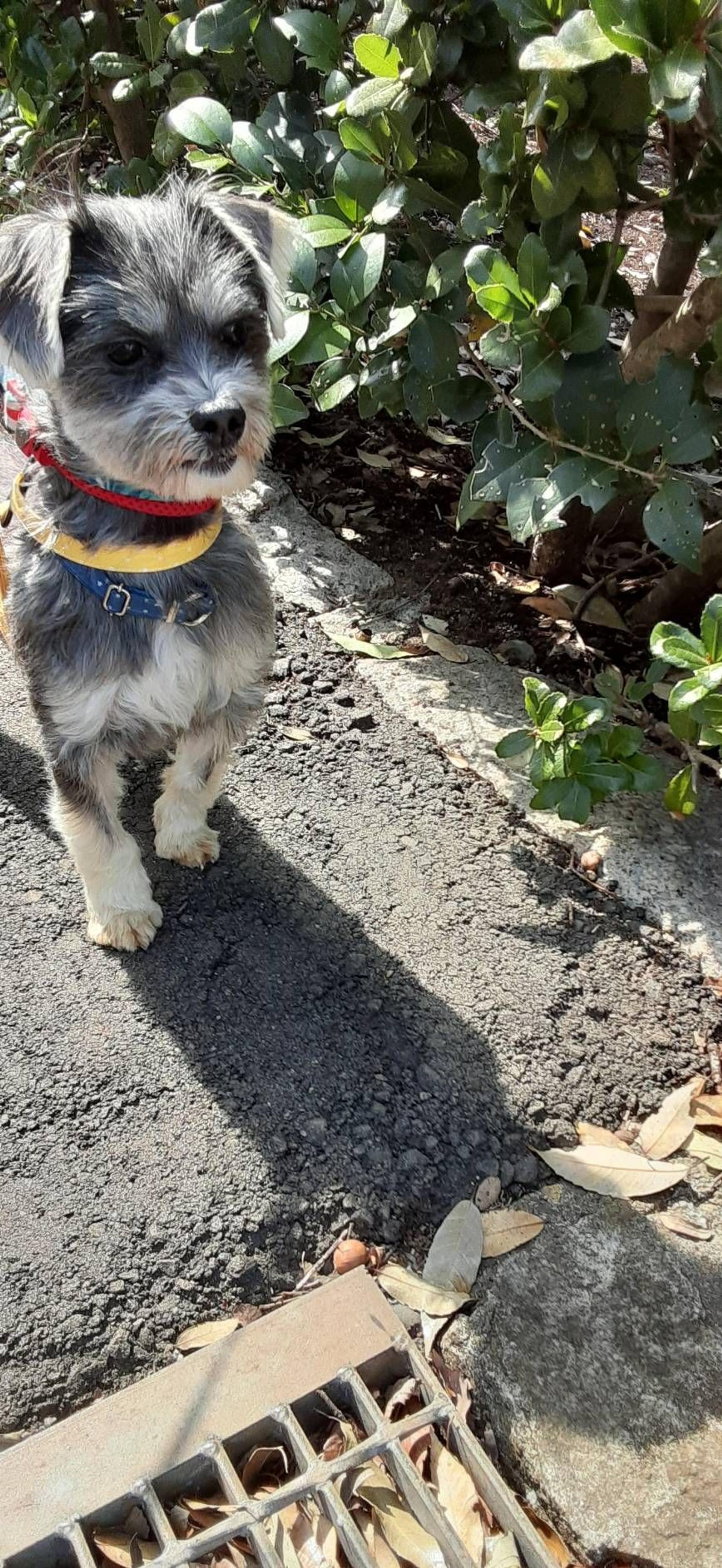 pet-image-2