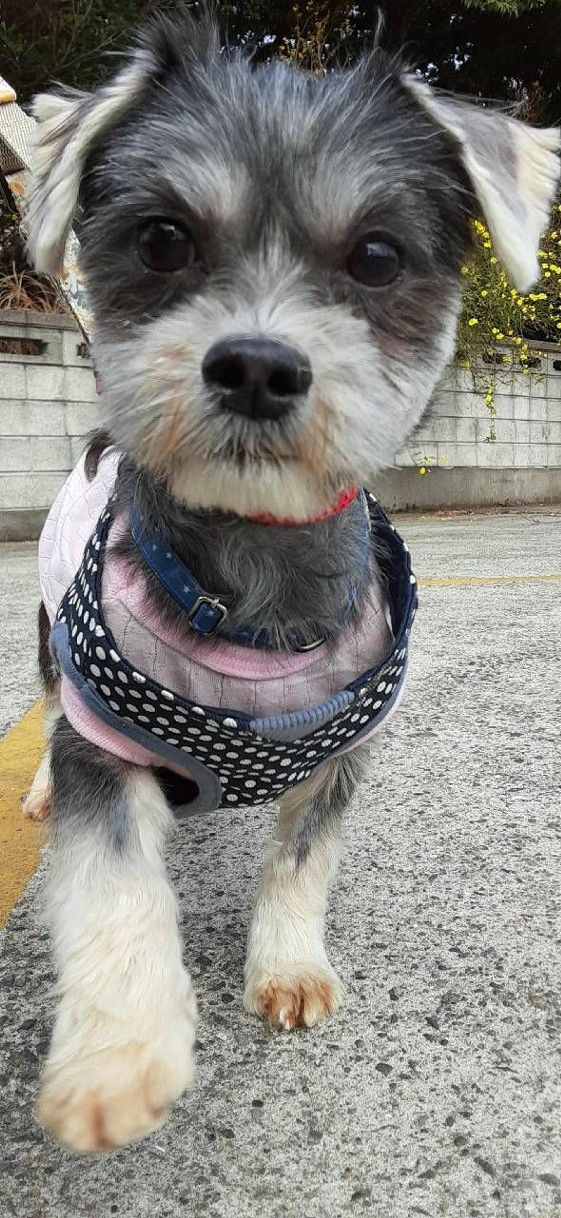 pet-image-3