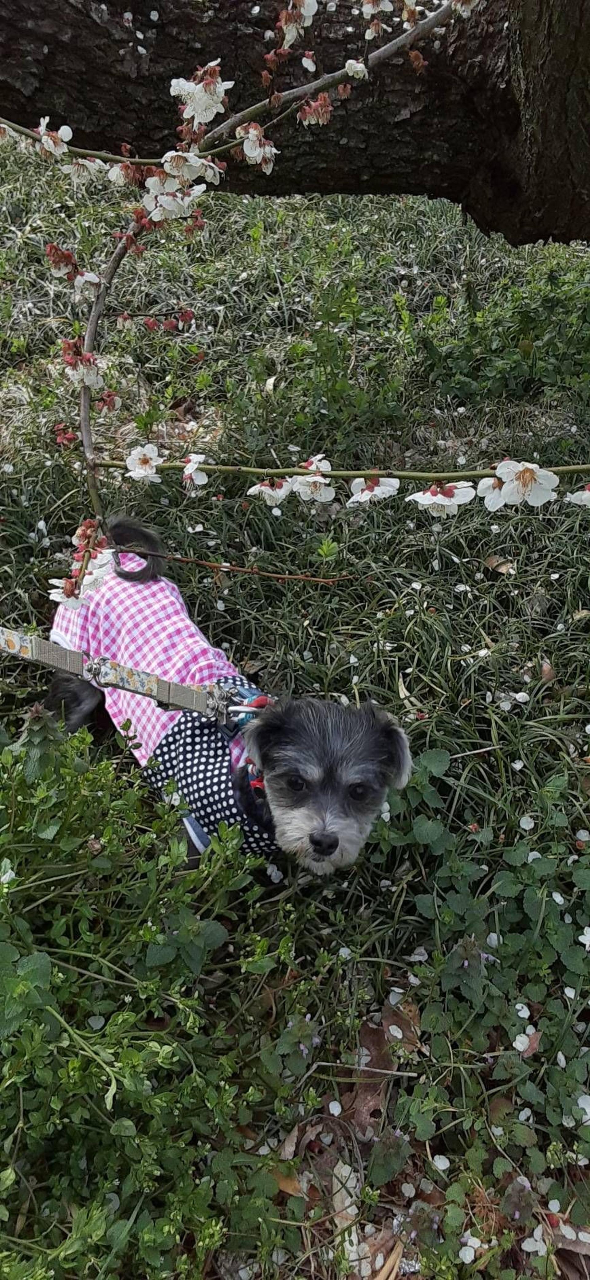 pet-image-4