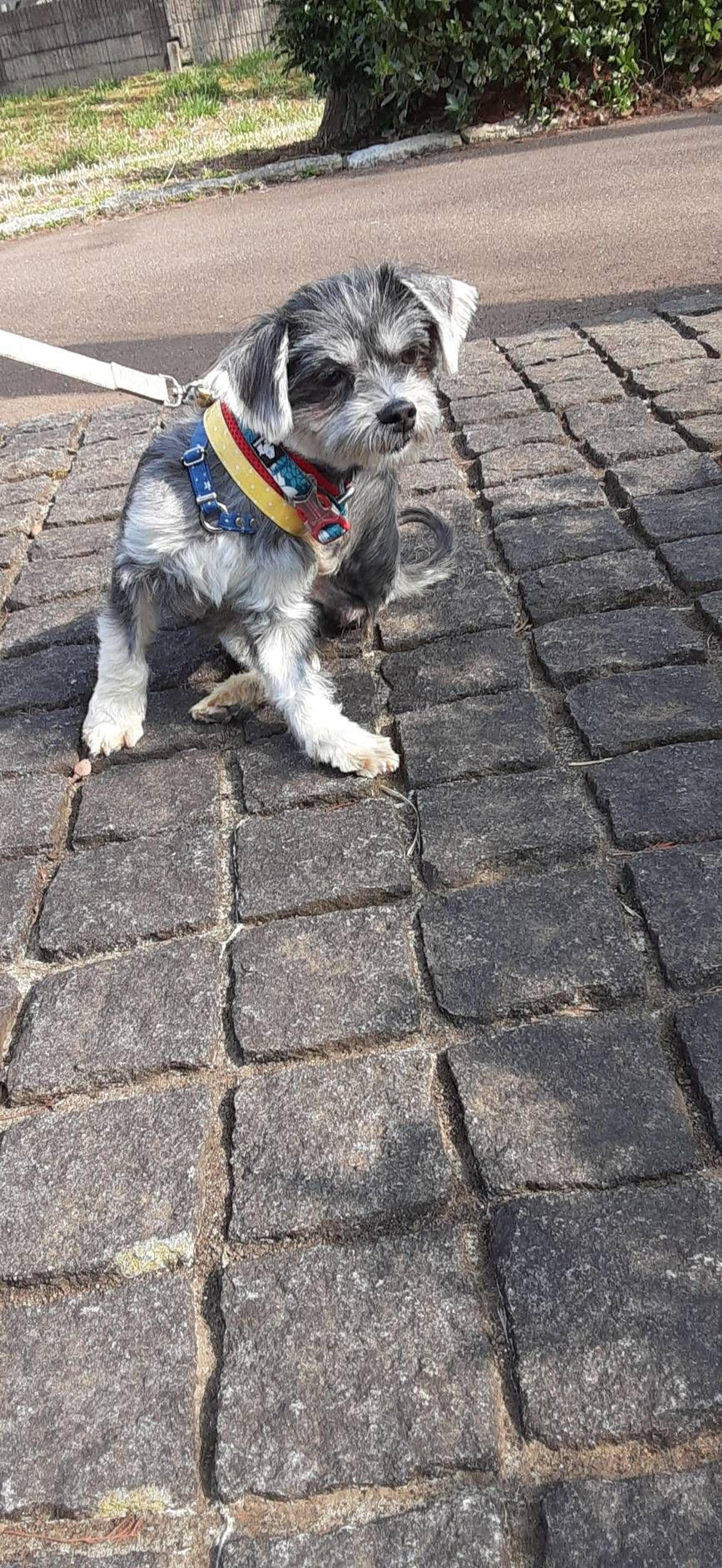 pet-image-8