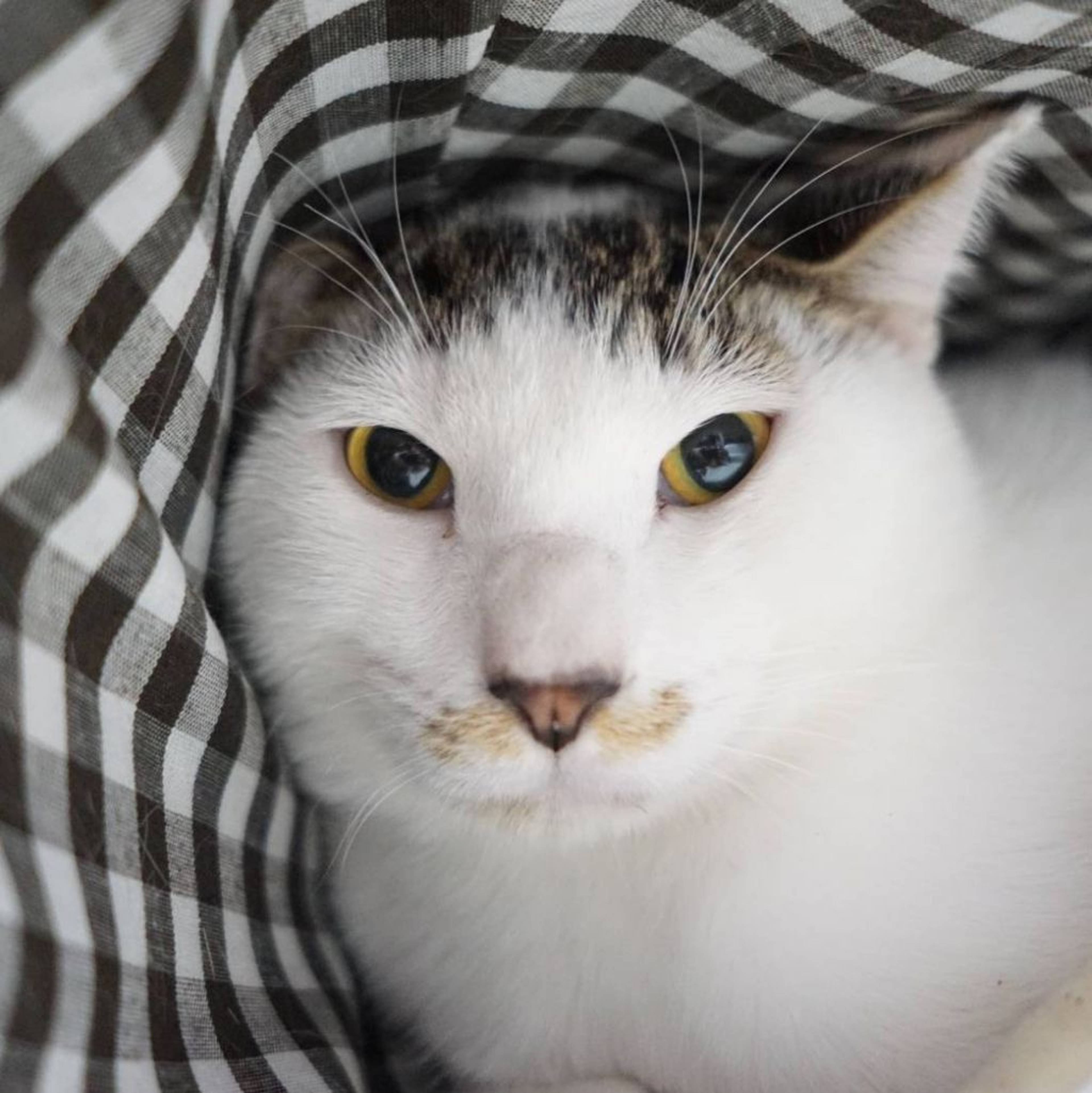 雑種（ミックス猫）・オスの里親募集の写真