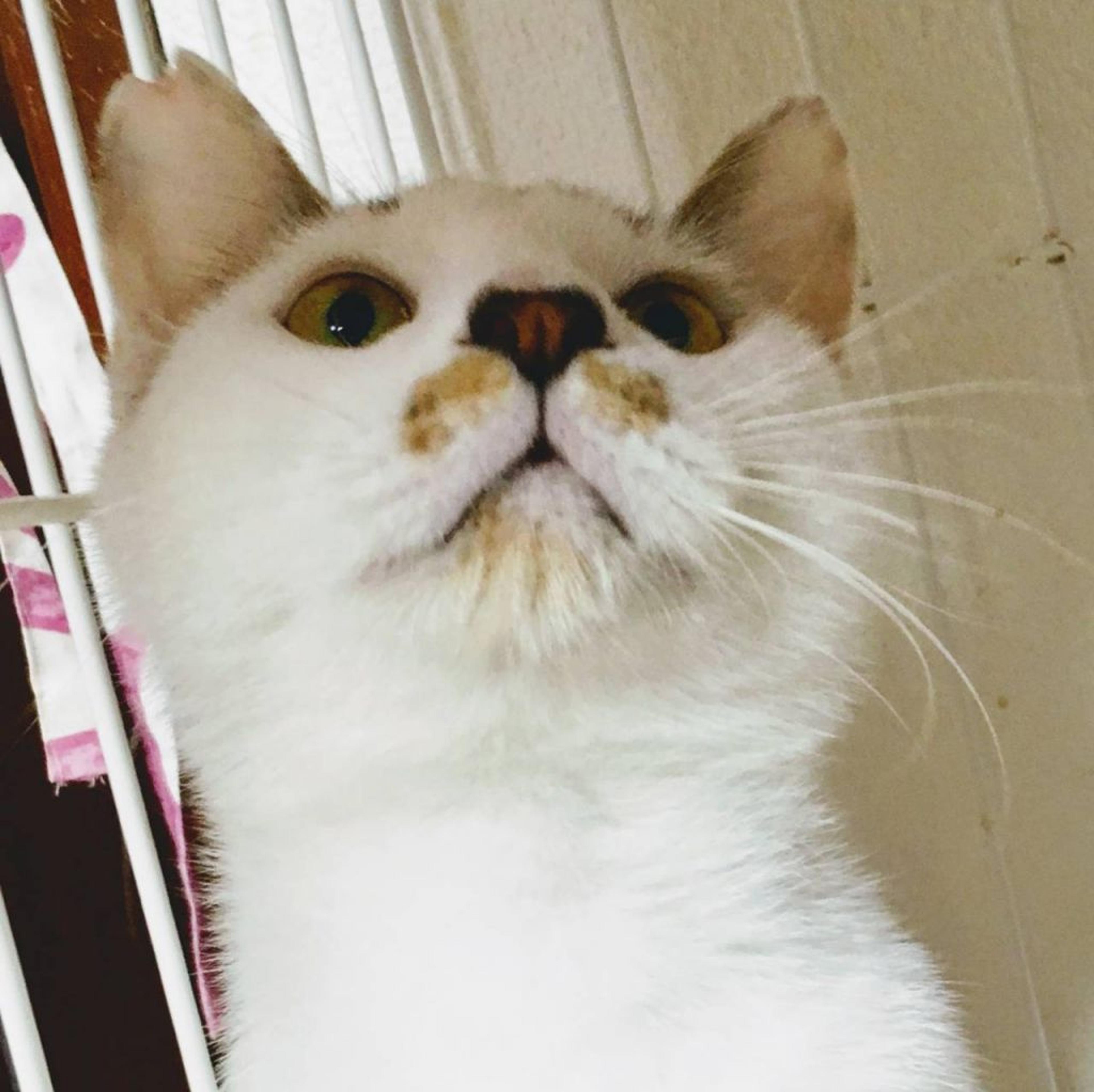 pet-image-2
