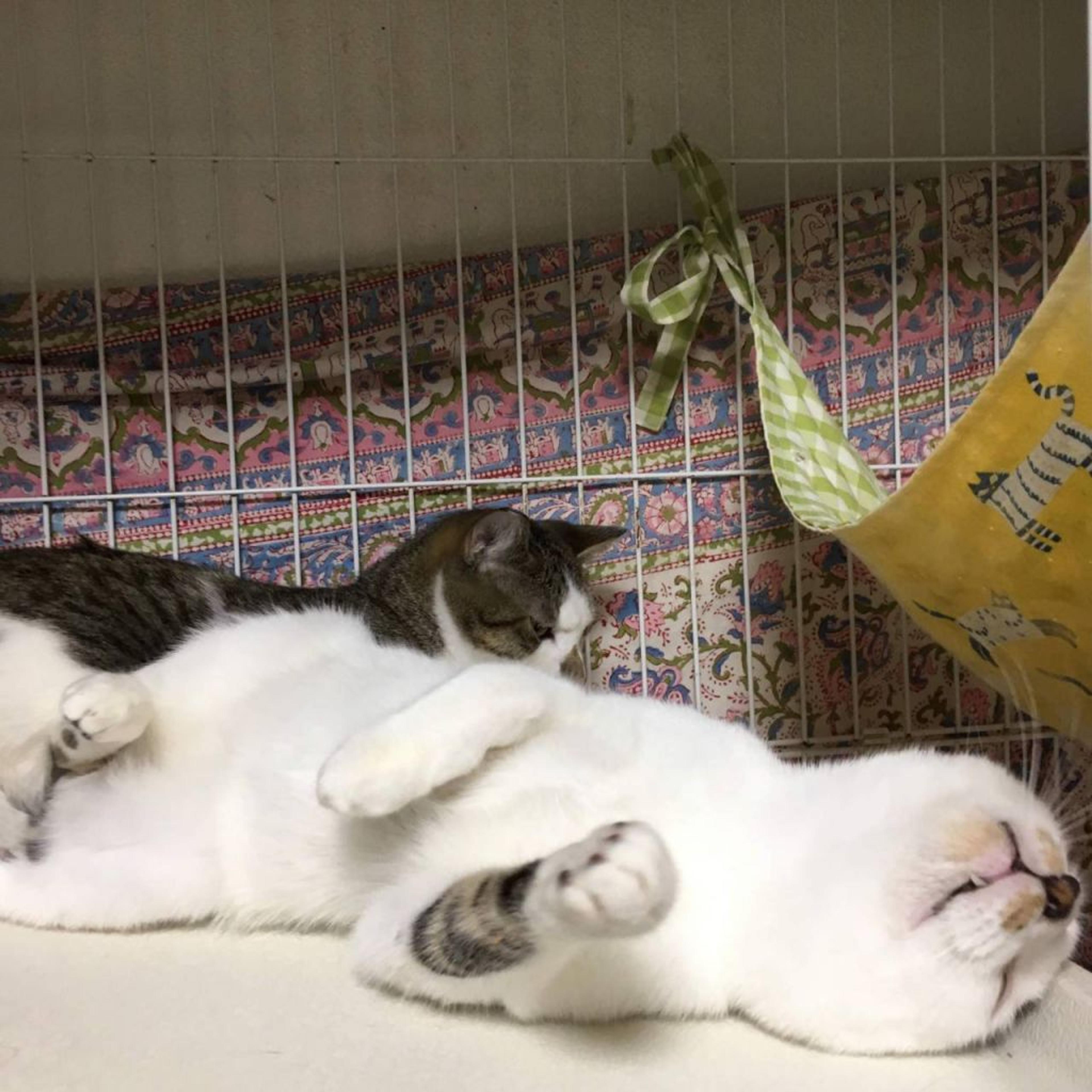 pet-image-3