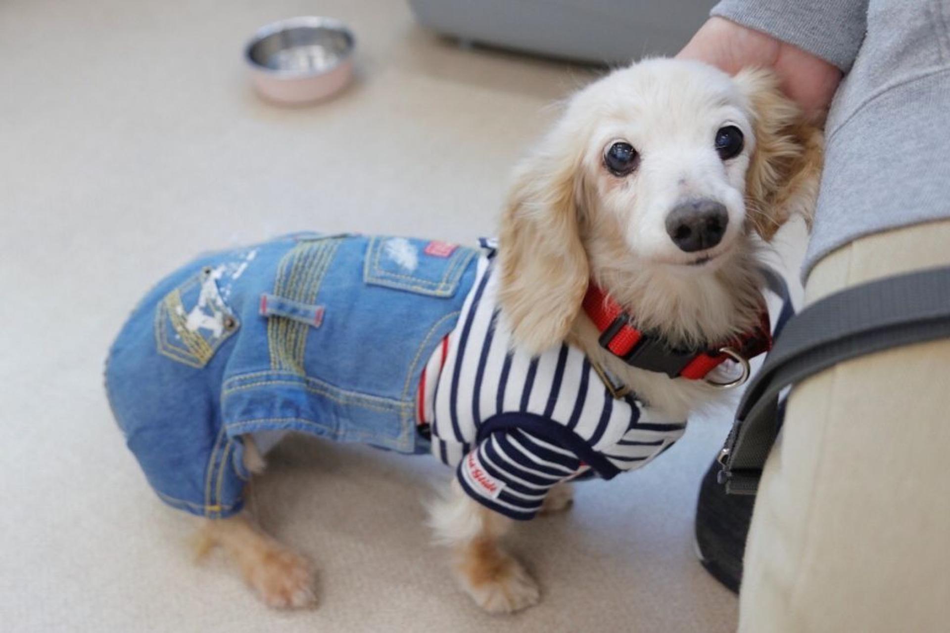 pet-image-7