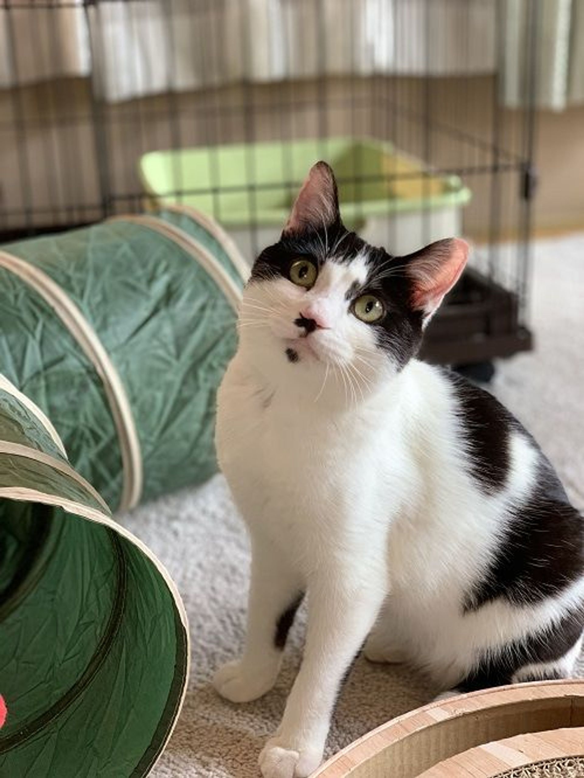 雑種（ミックス猫）・オスの里親募集の写真