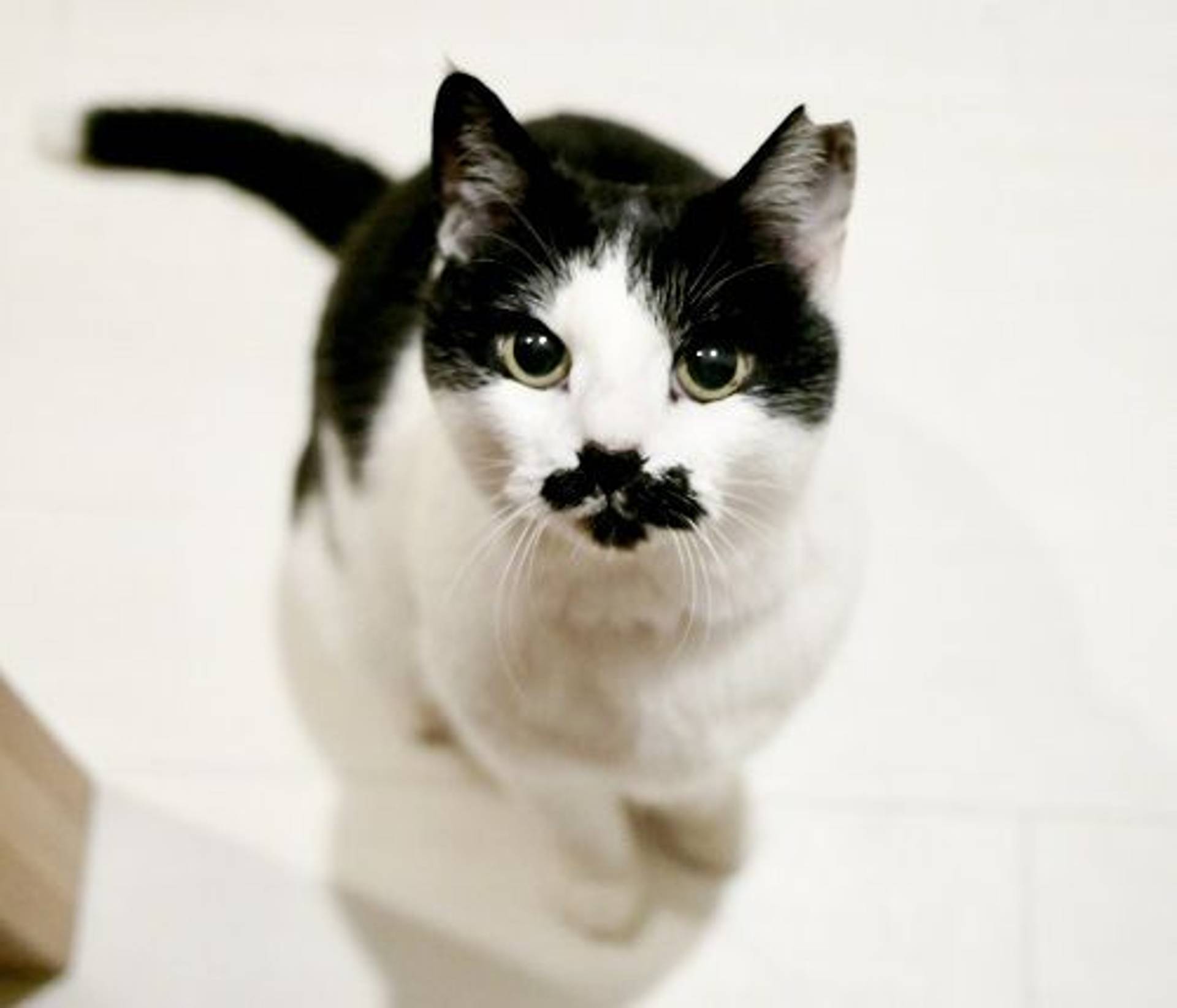 雑種（ミックス猫）・メスの里親募集の写真
