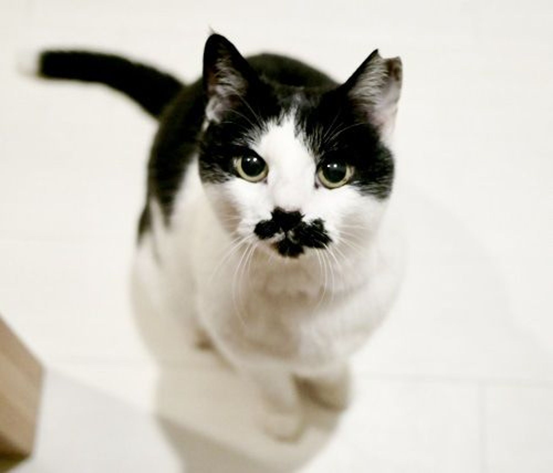 雑種（ミックス猫）・メスの里親募集の写真