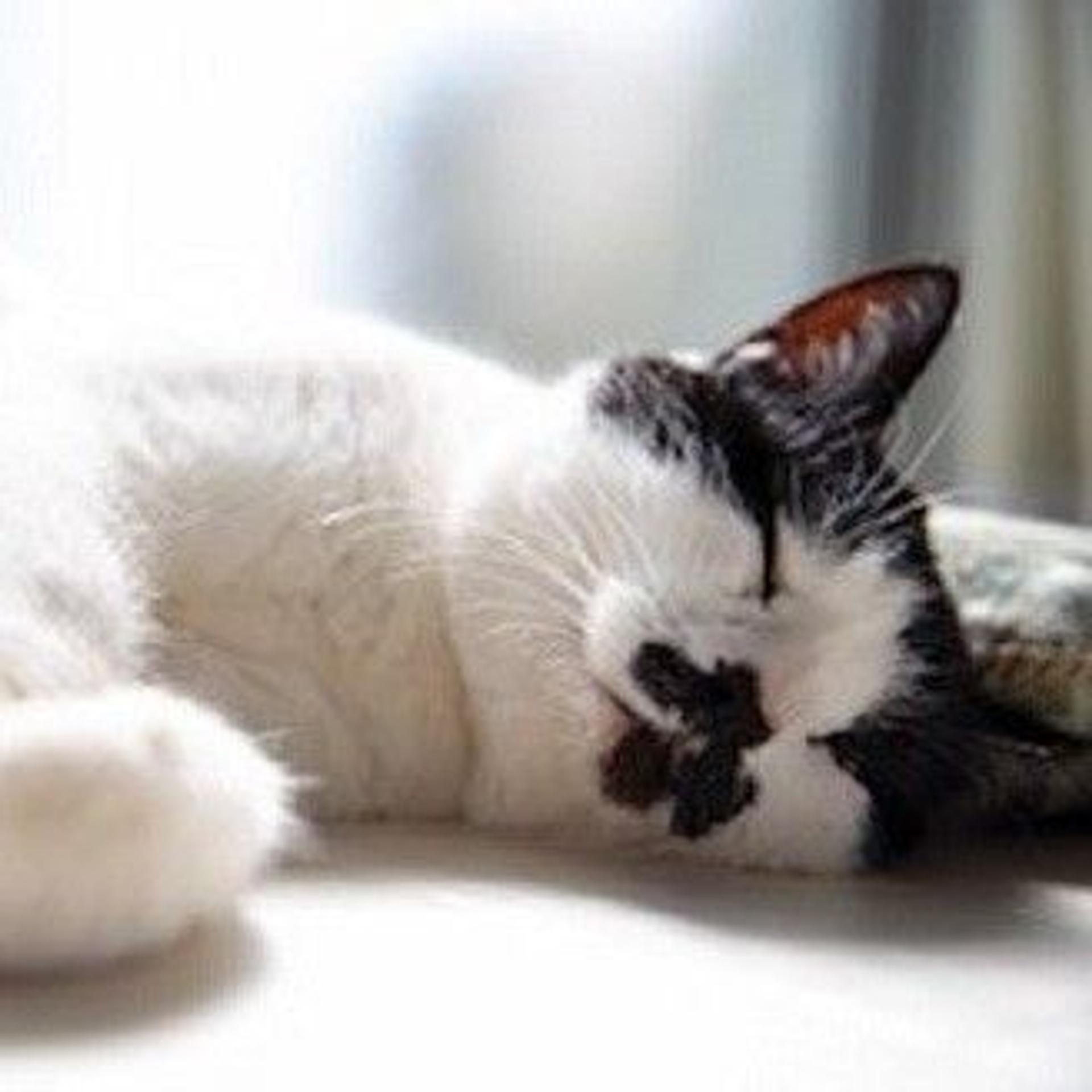 pet-image-2