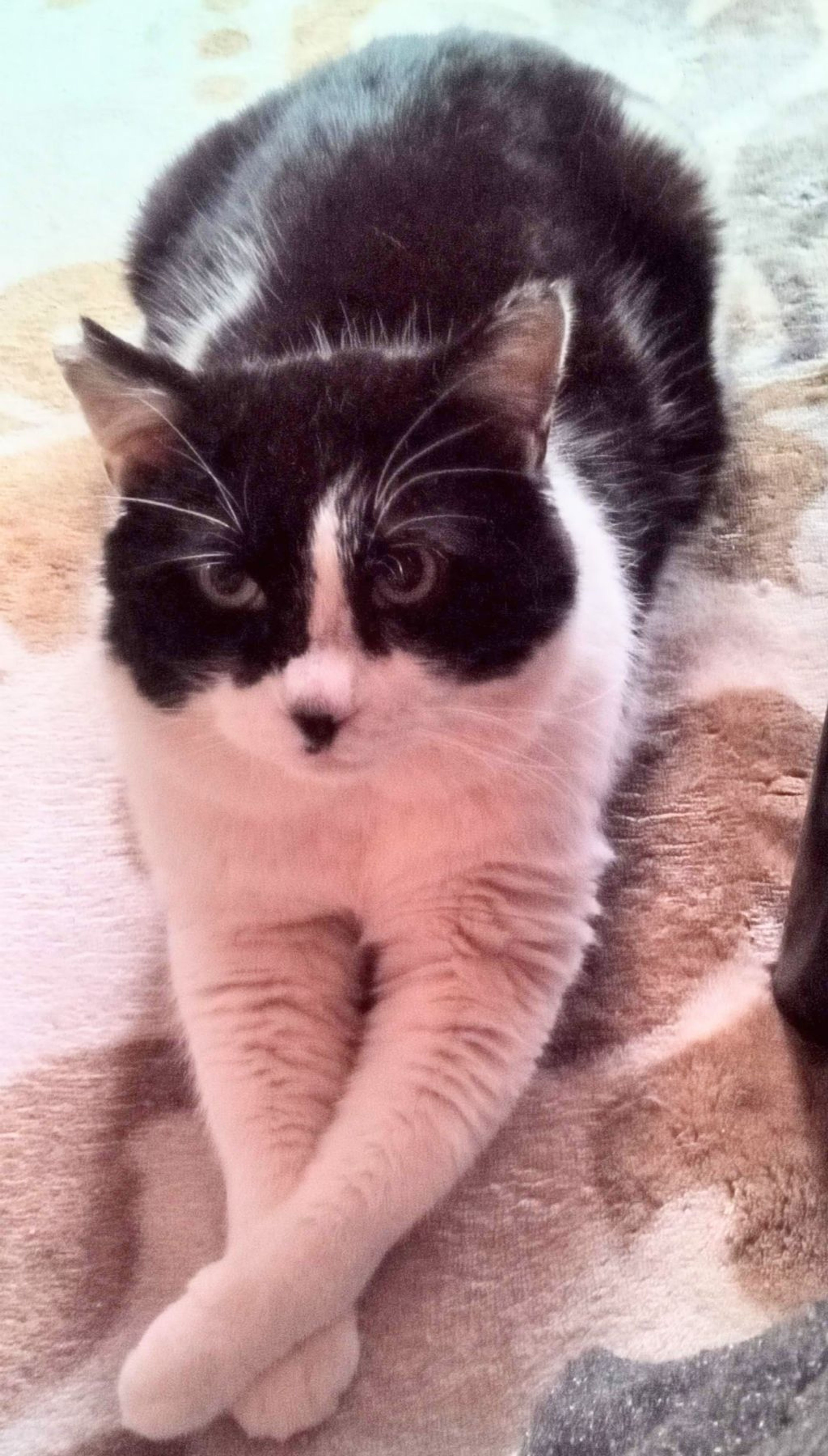 雑種（ミックス猫）・オスの里親募集の写真