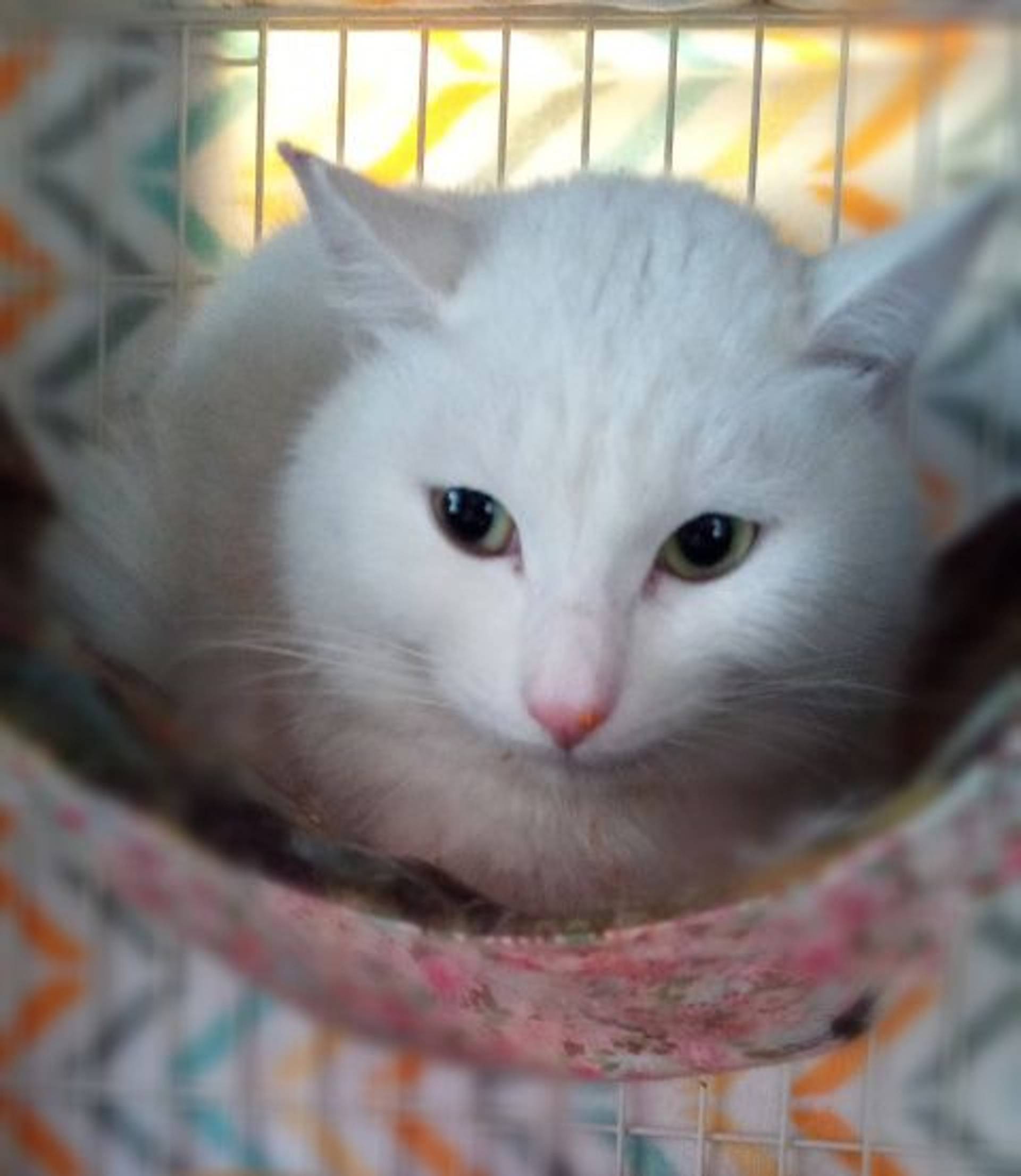雑種（ミックス猫）・オスの里親募集の写真