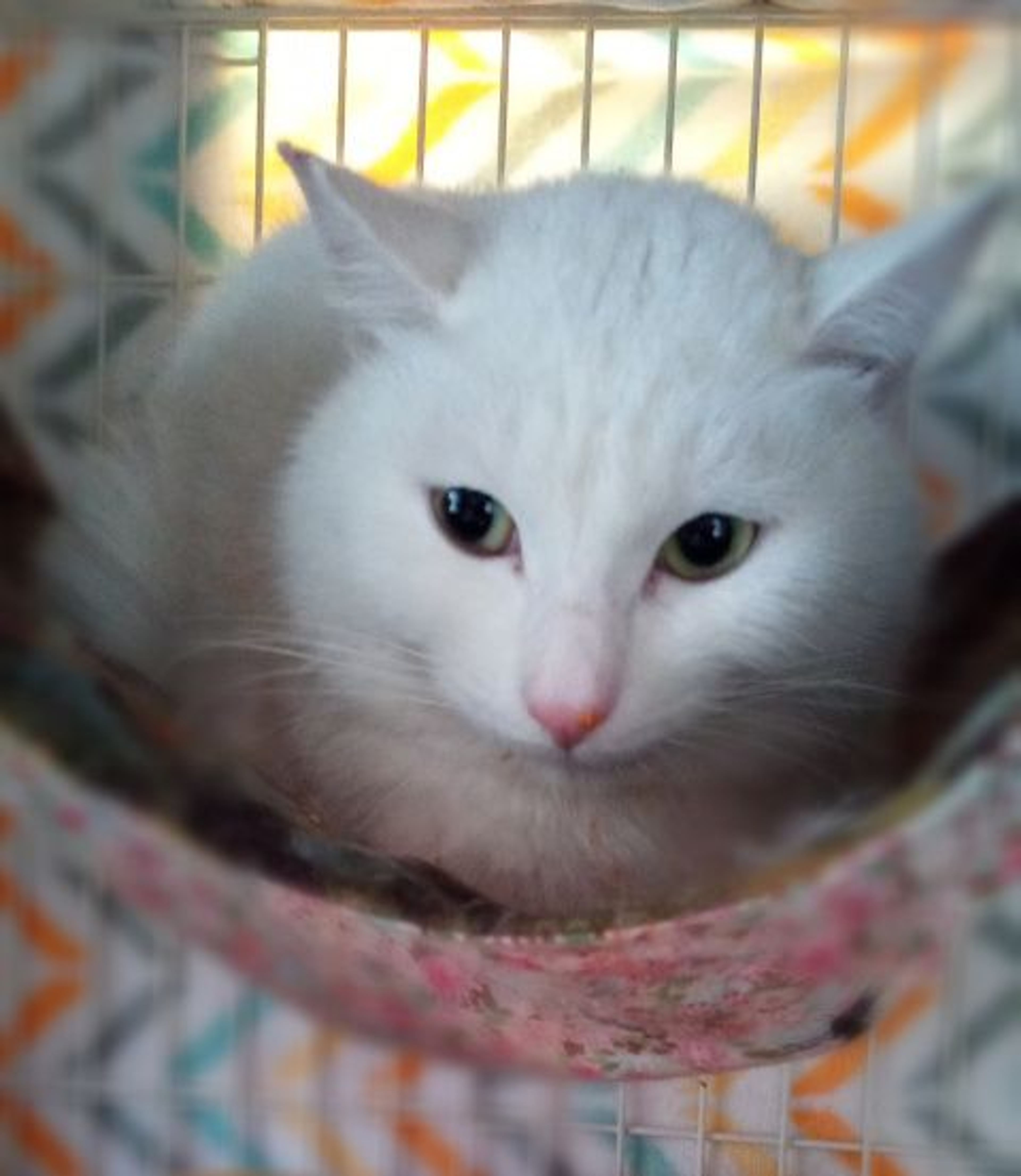 雑種（ミックス猫）・オスの里親募集の写真