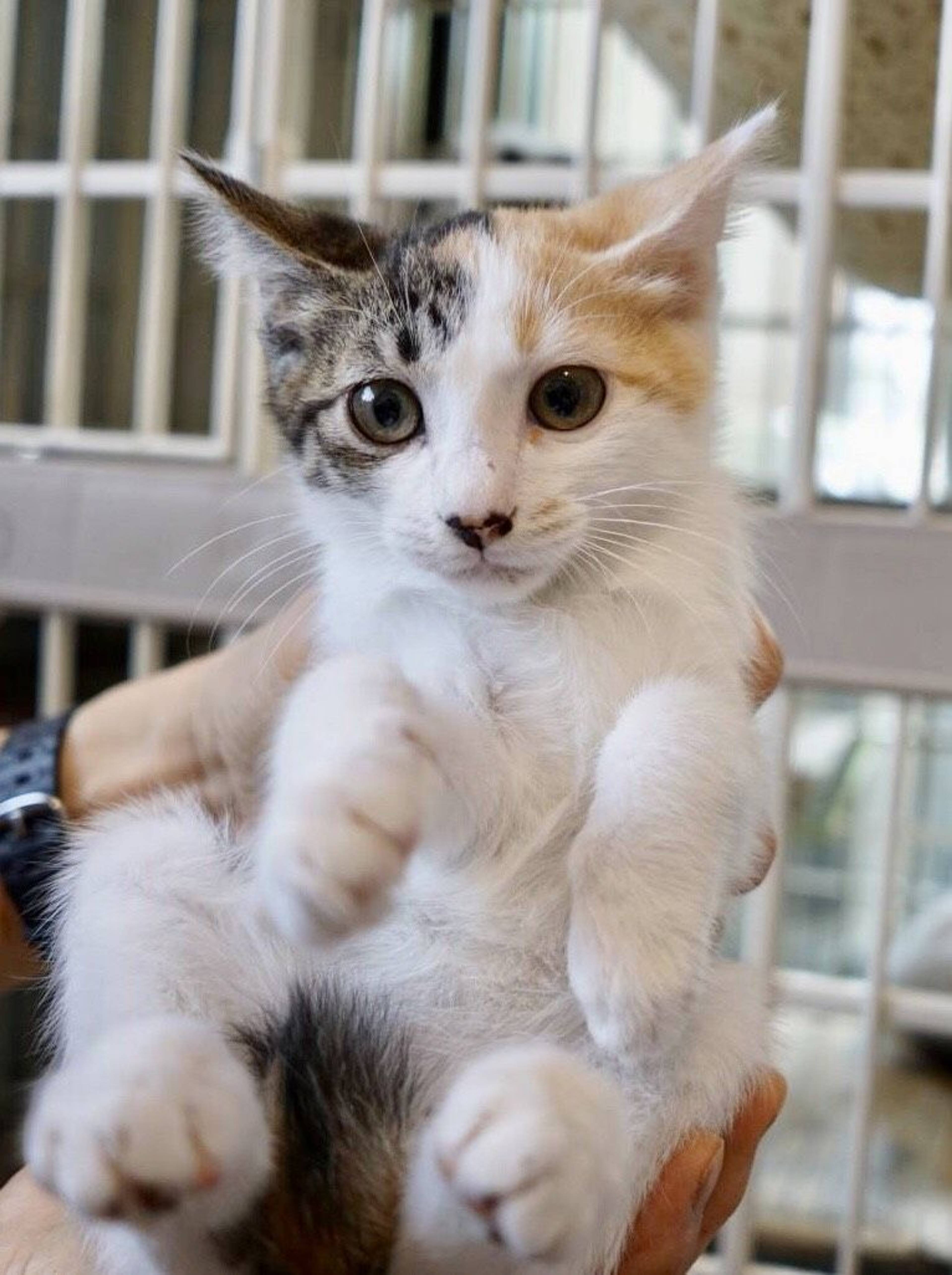 雑種（ミックス猫）・メスの里親募集の写真