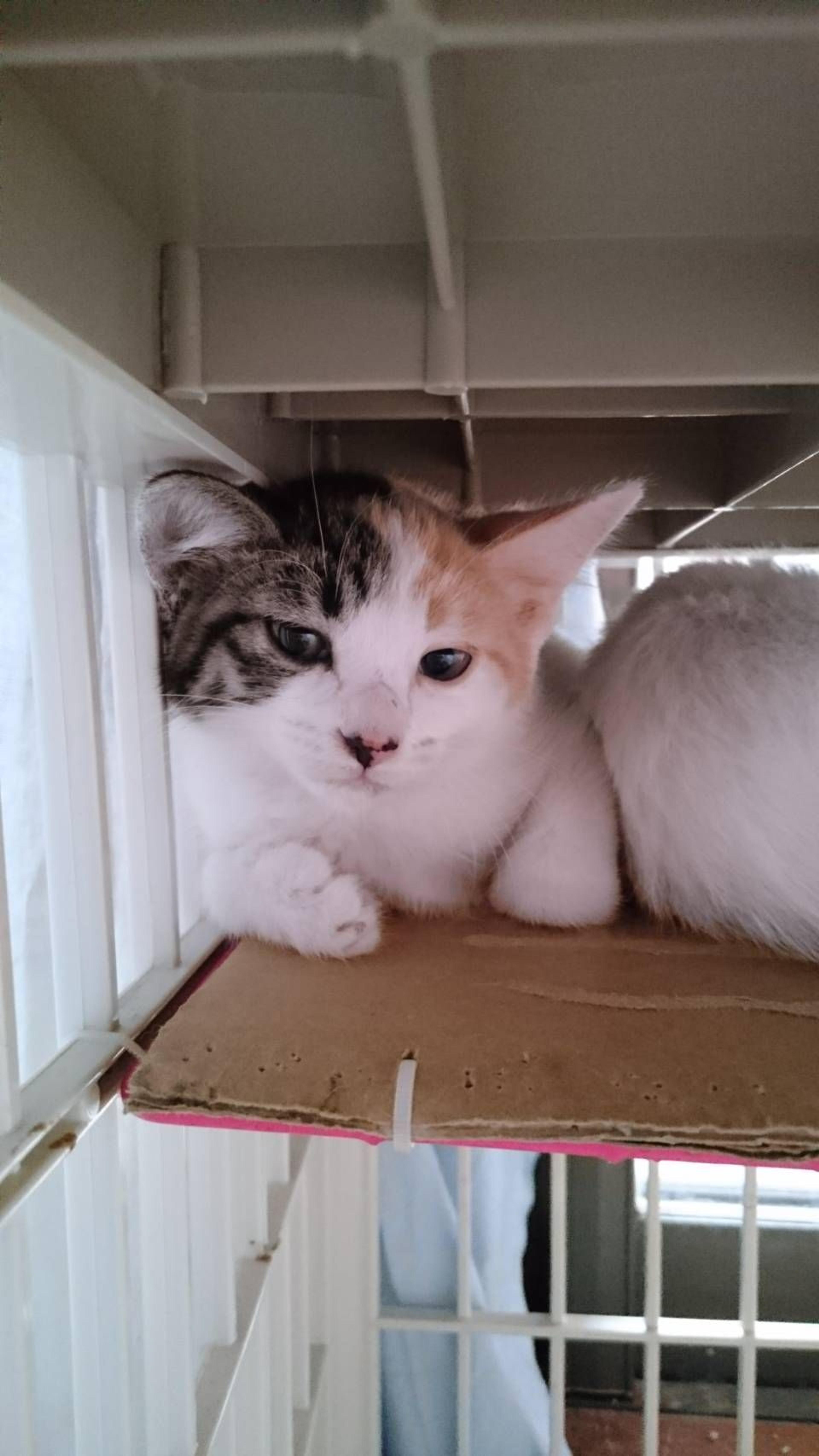 pet-image-2
