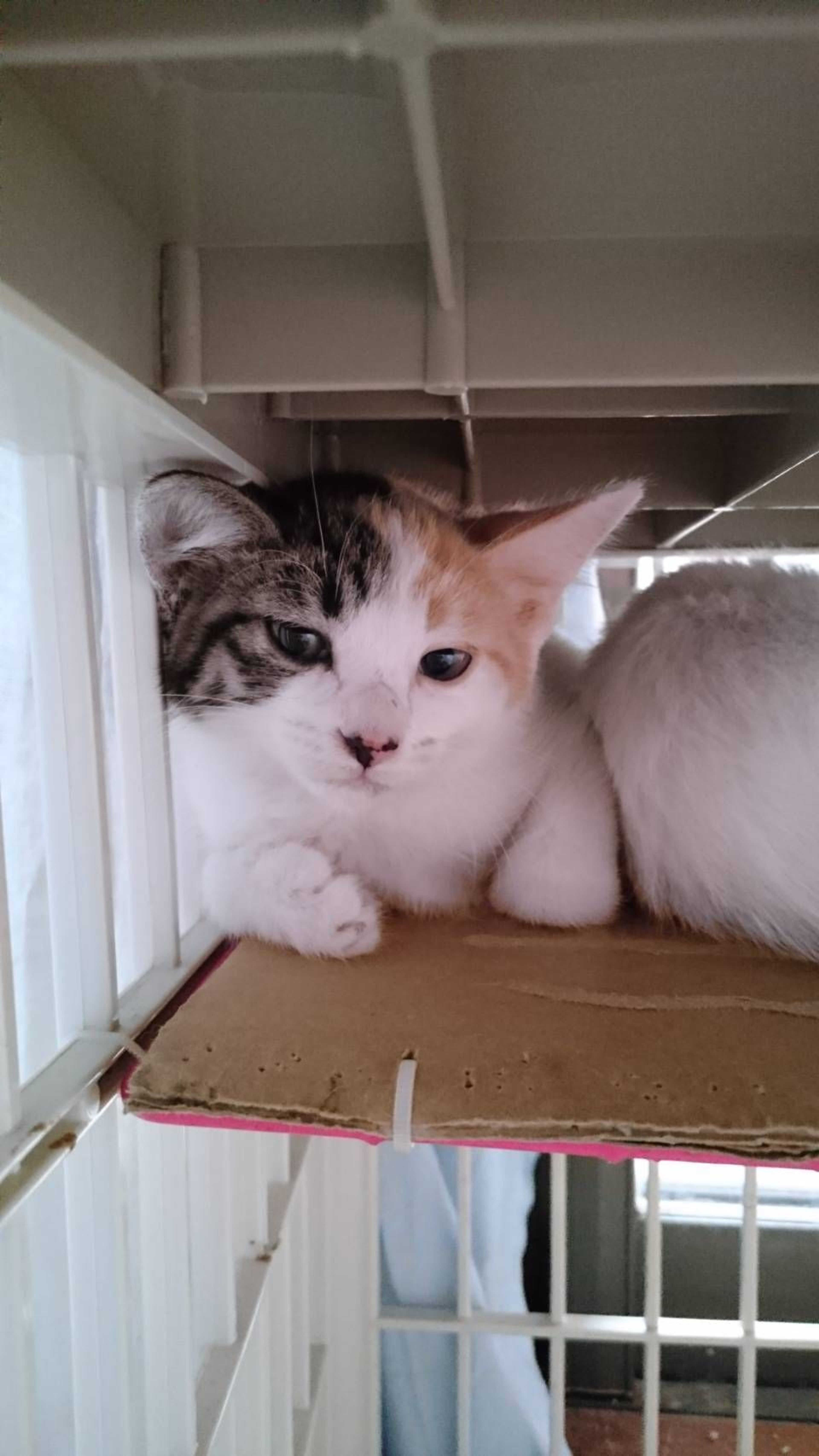 pet-image-2
