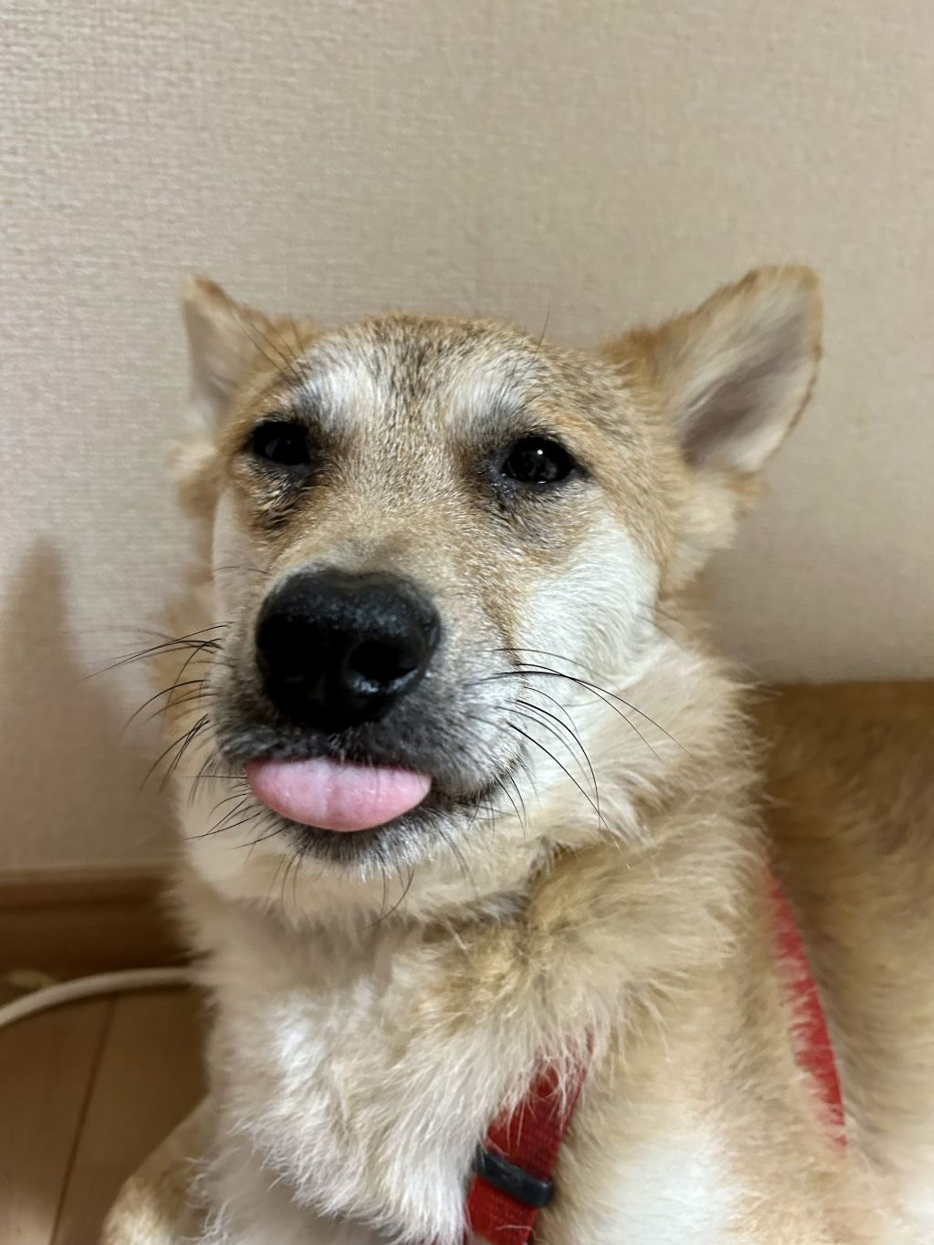 雑種（ミックス犬）・オスの里親募集の写真