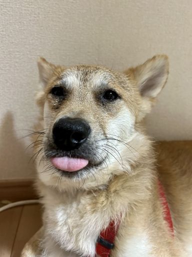 アジソン病でも明るいタルトくん