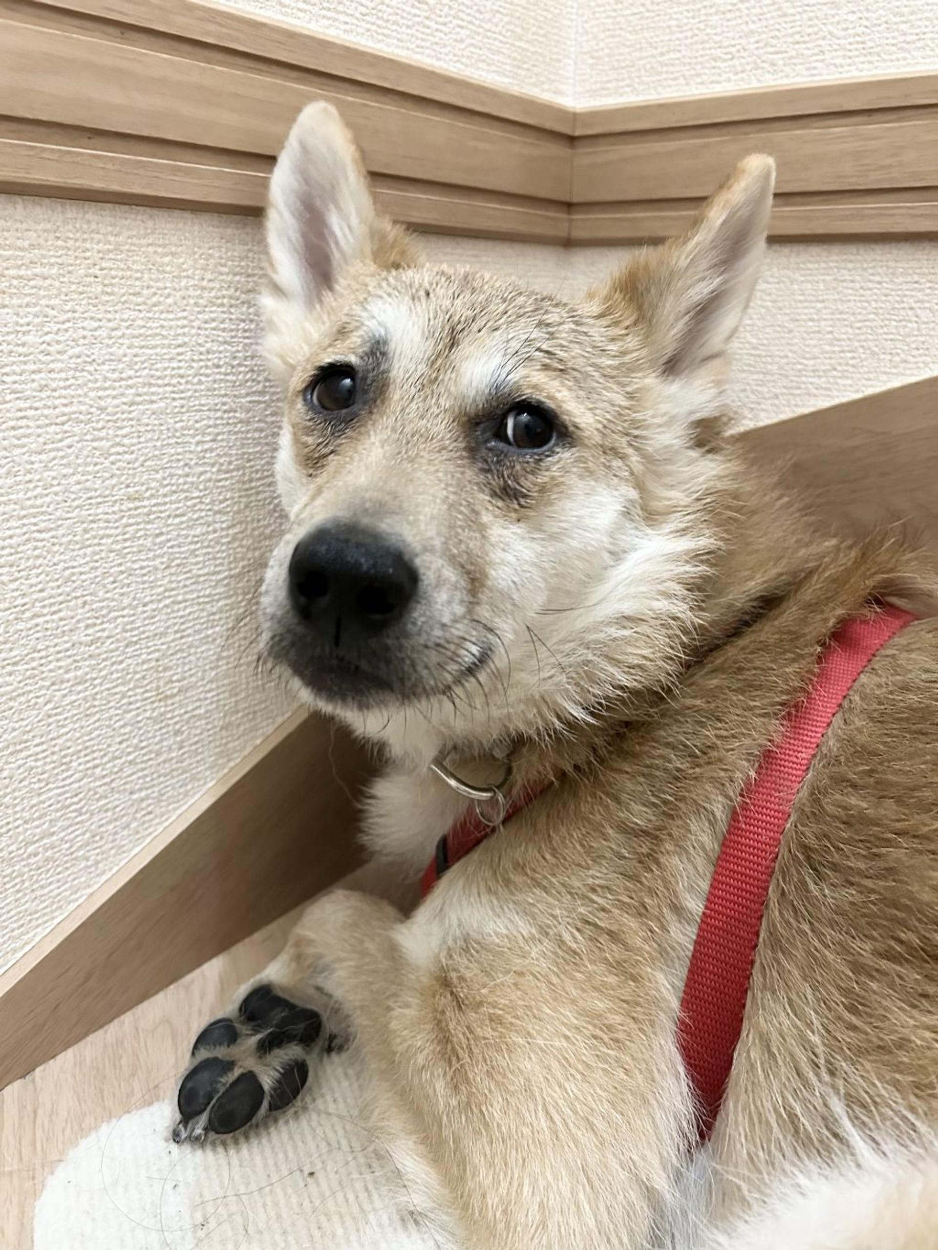 pet-image-3