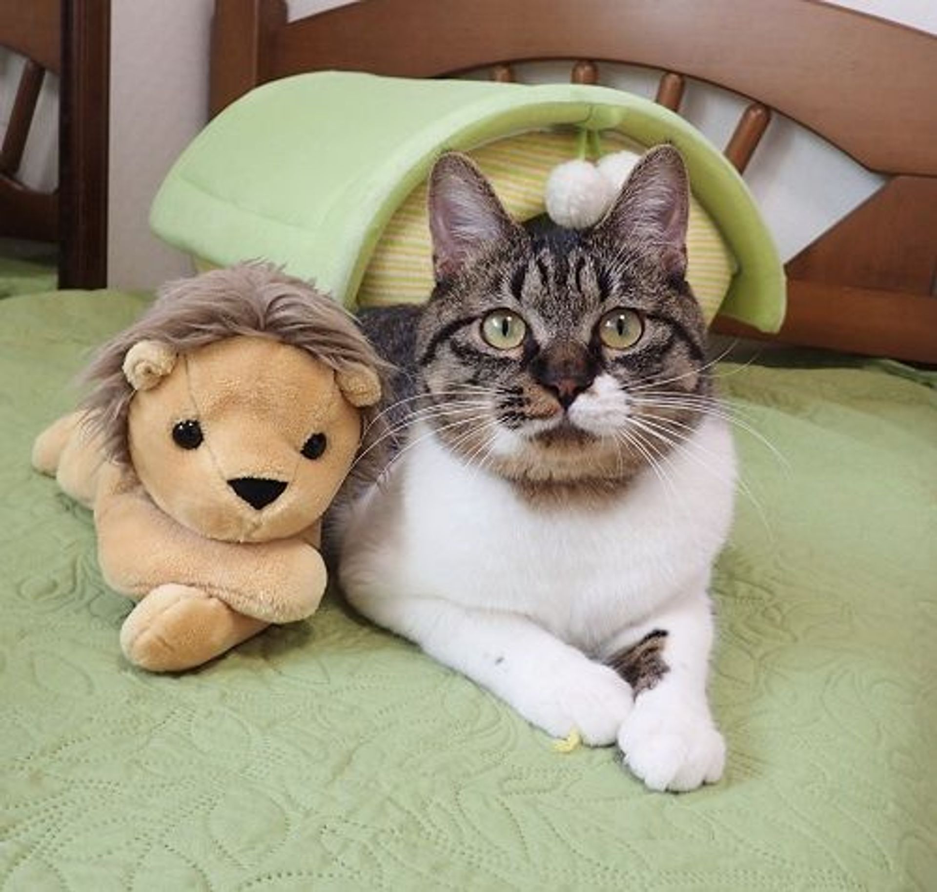 雑種（ミックス猫）・オスの里親募集の写真