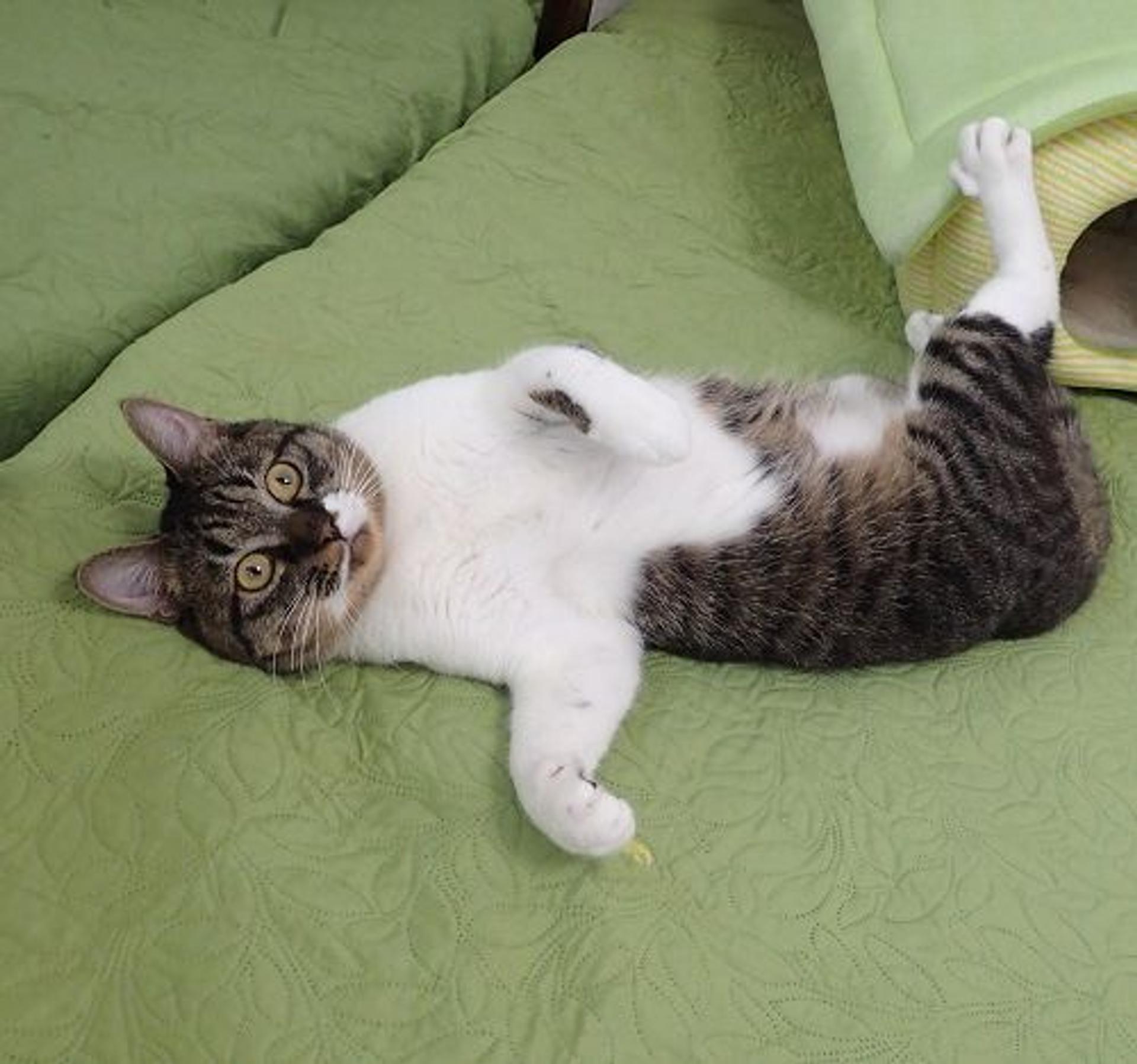 pet-image-2