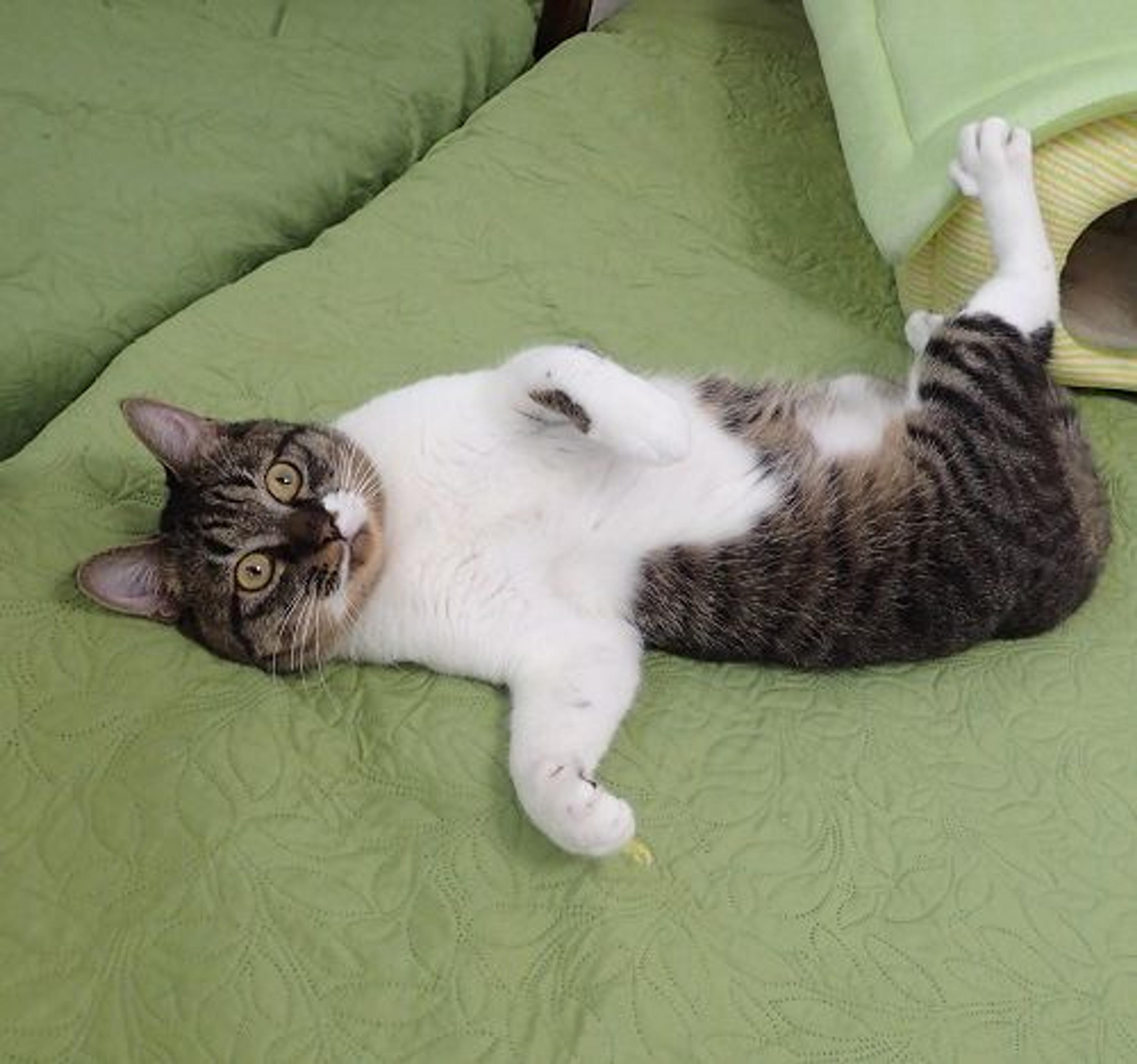 pet-image-2