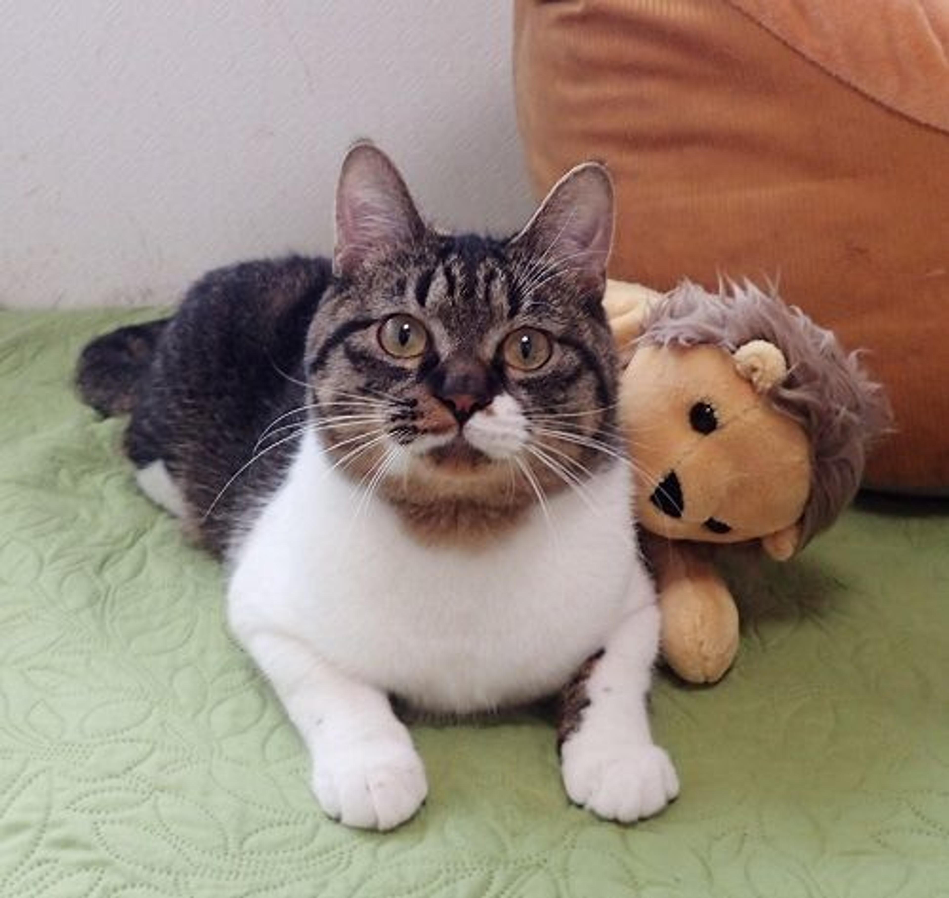 pet-image-3