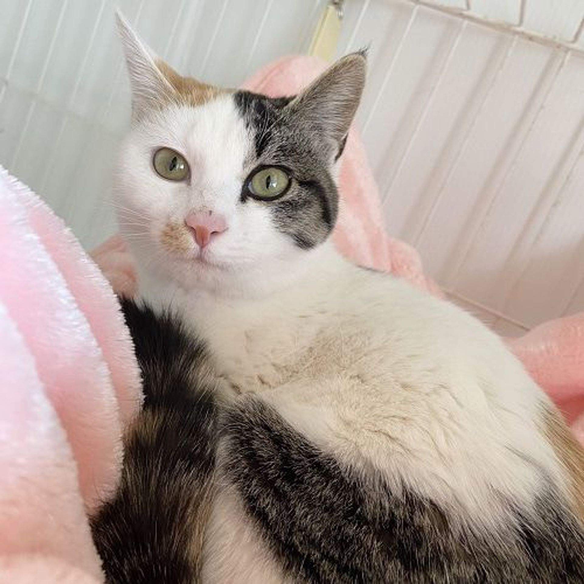 日本猫・メスの里親募集の写真
