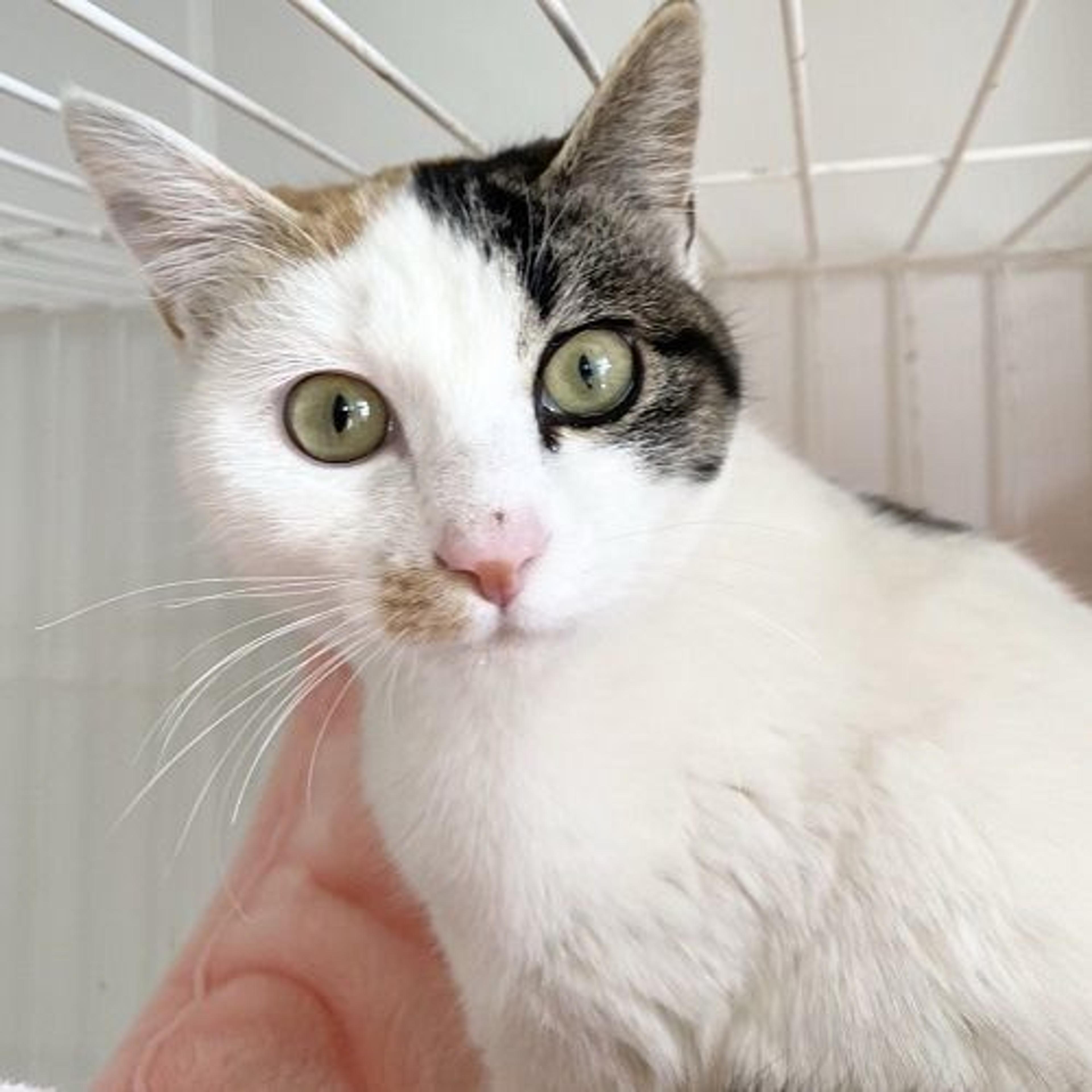 pet-image-3