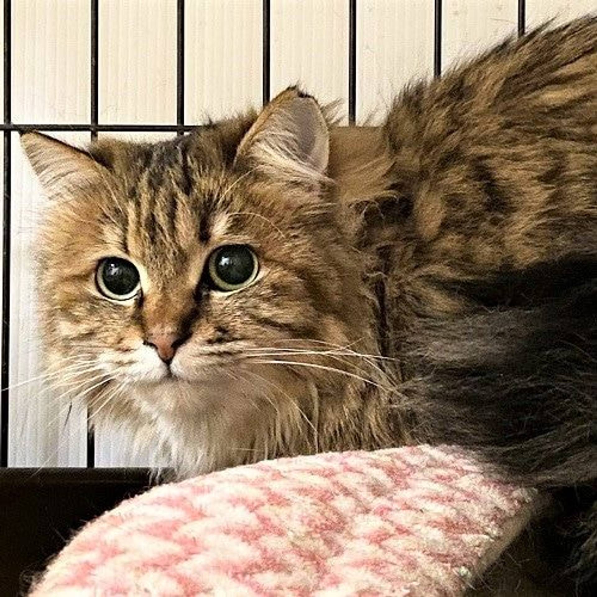 雑種（ミックス猫）・メスの里親募集の写真