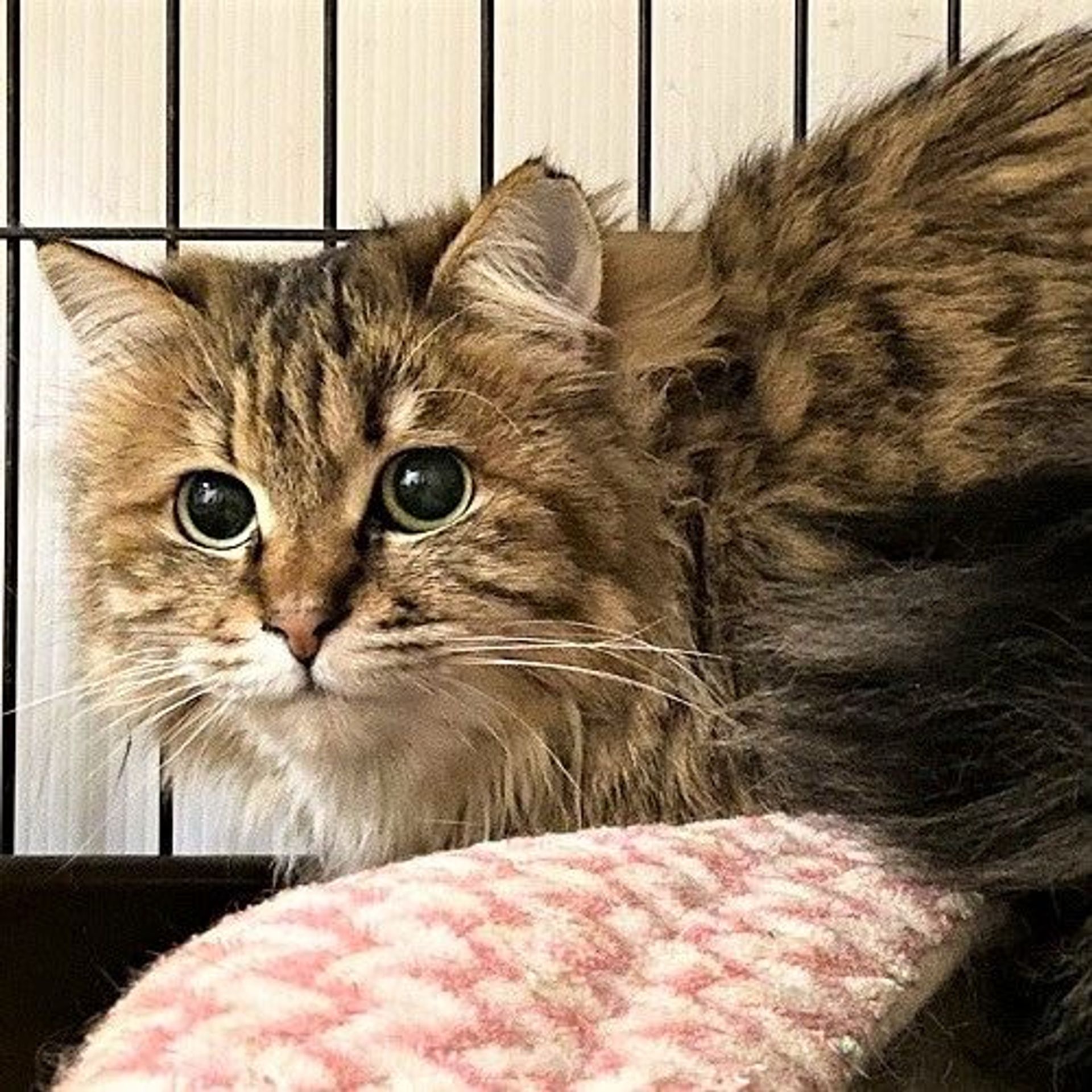 雑種（ミックス猫）・メスの里親募集の写真