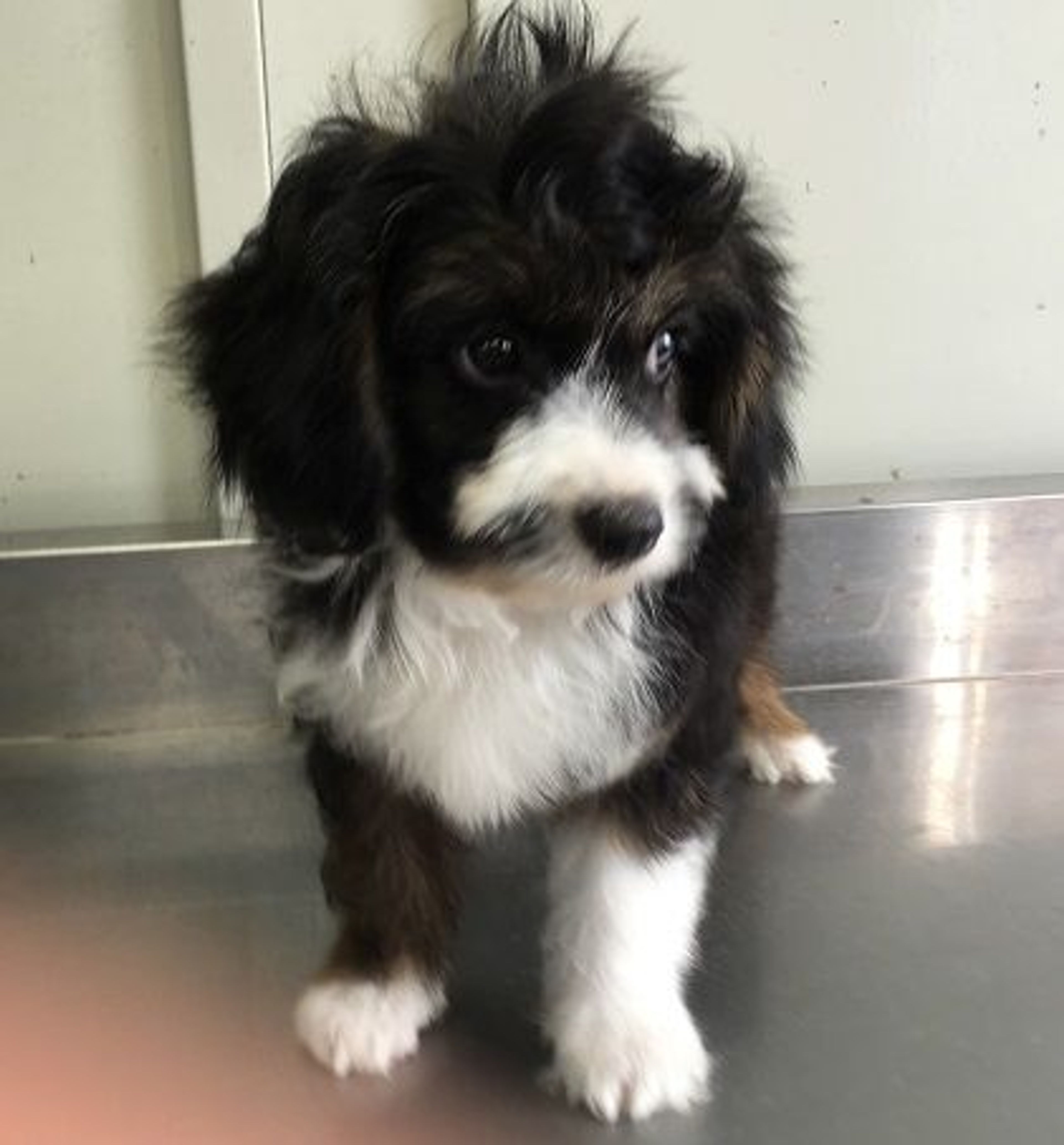 雑種（ミックス犬）・オスの里親募集の写真