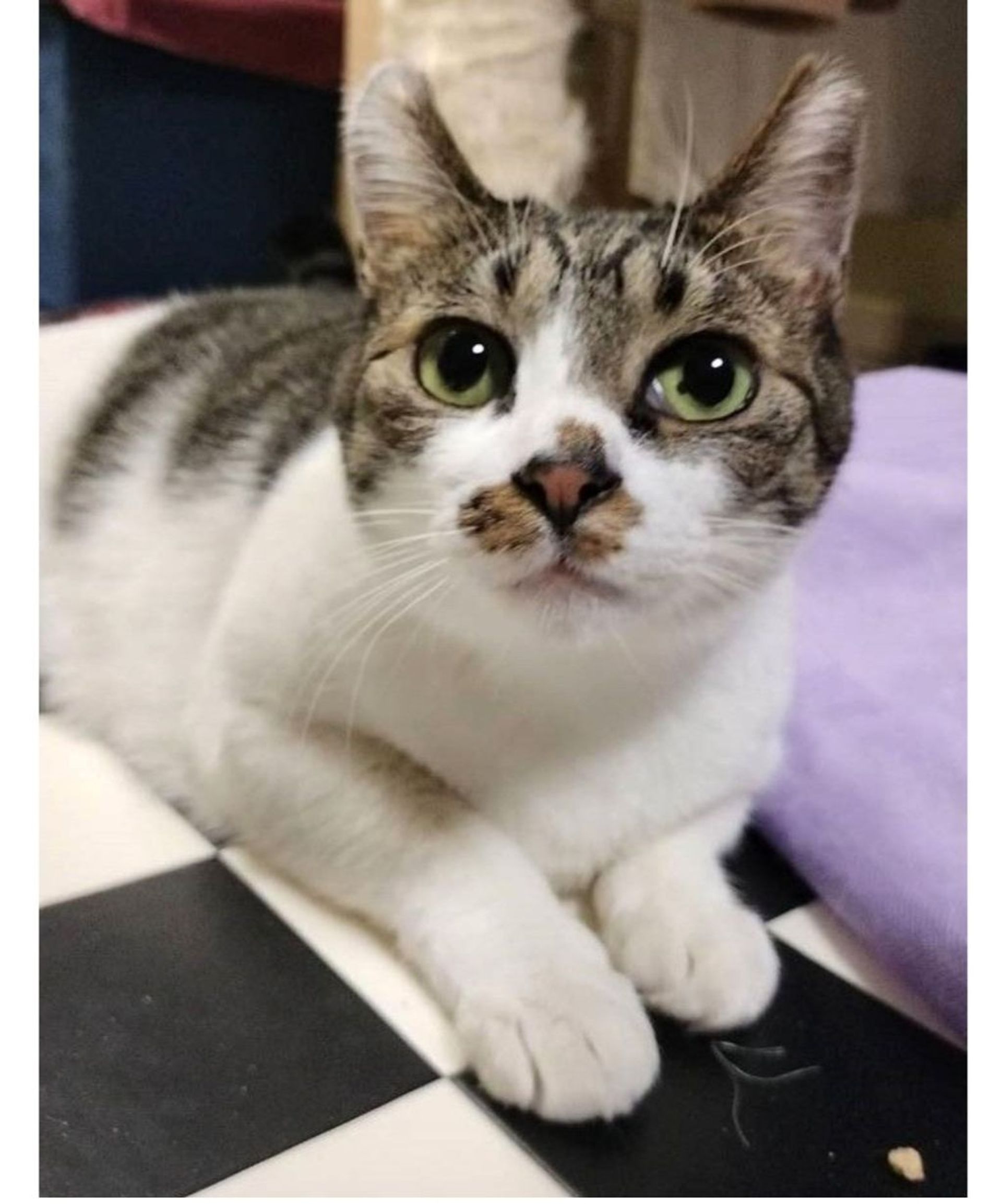雑種（ミックス猫）・オスの里親募集の写真