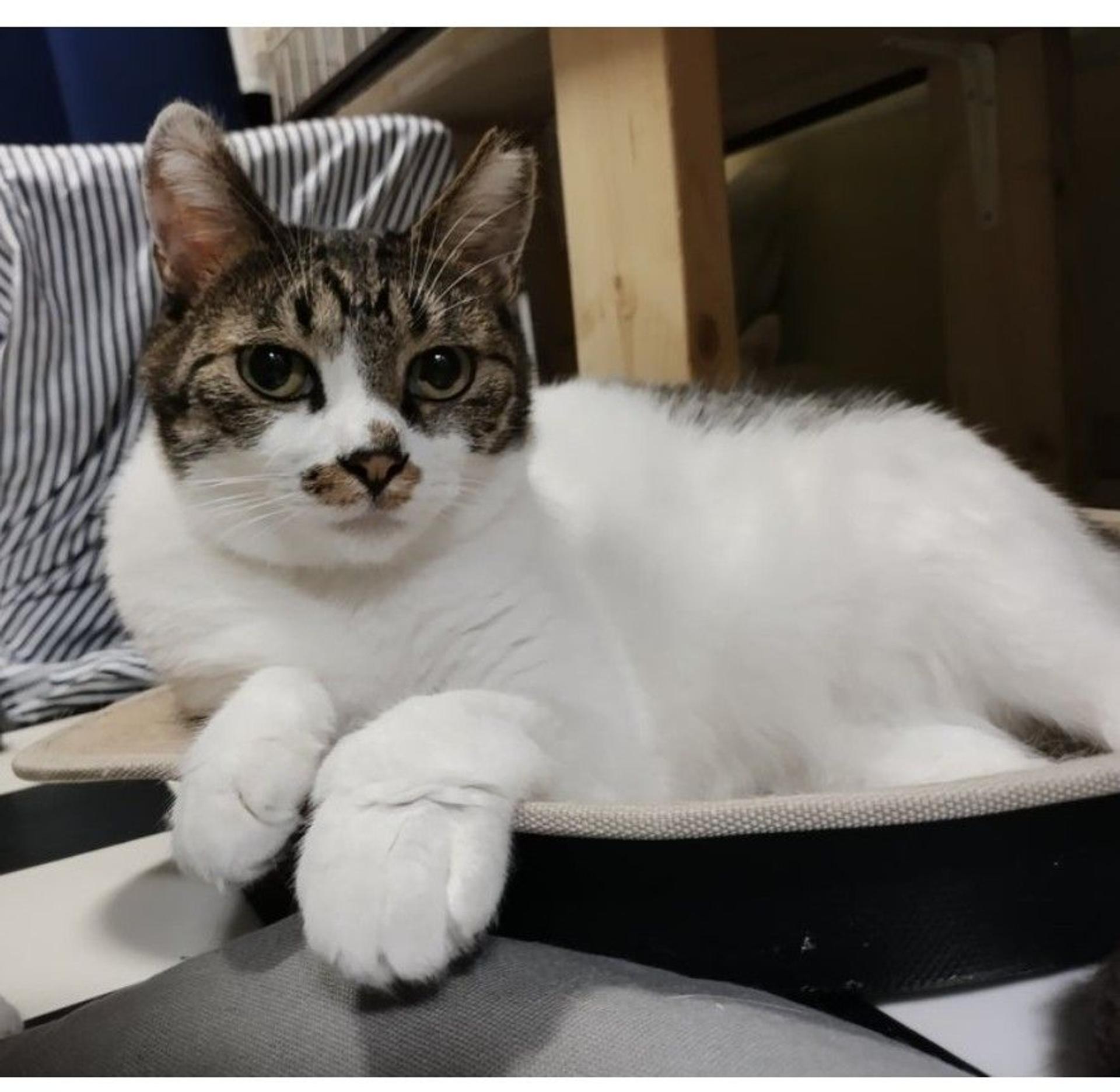 pet-image-2