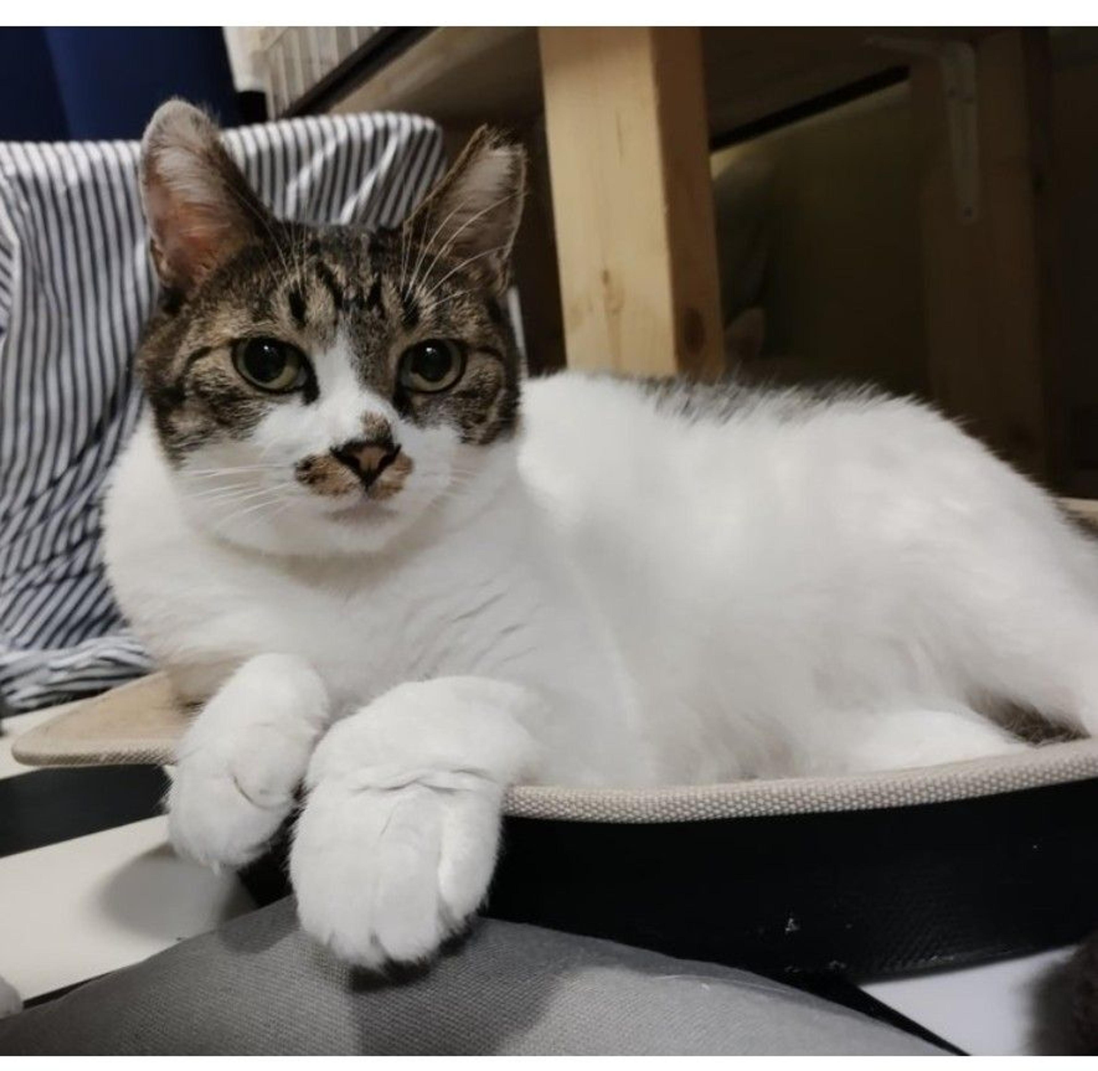 pet-image-2