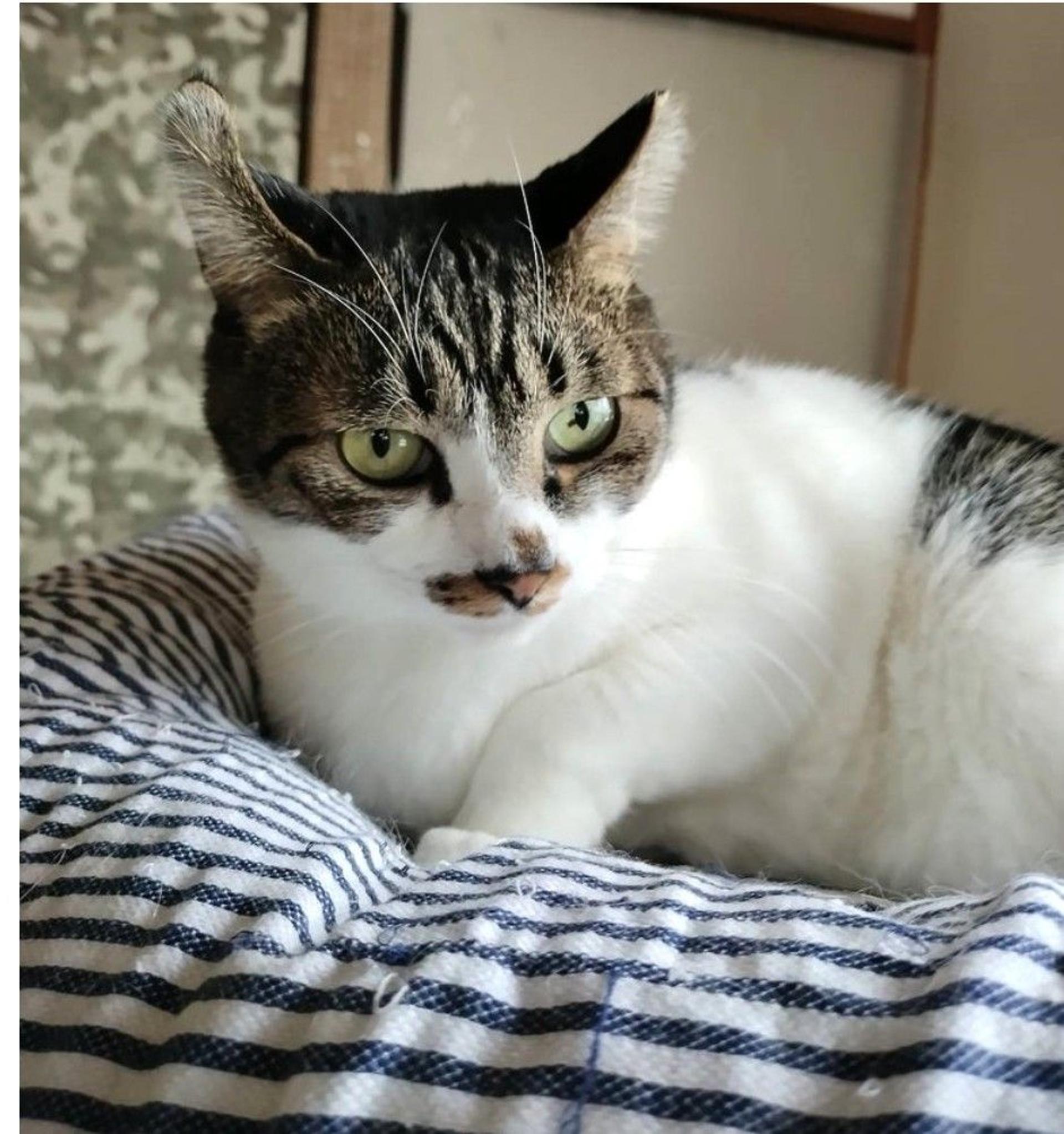 pet-image-3