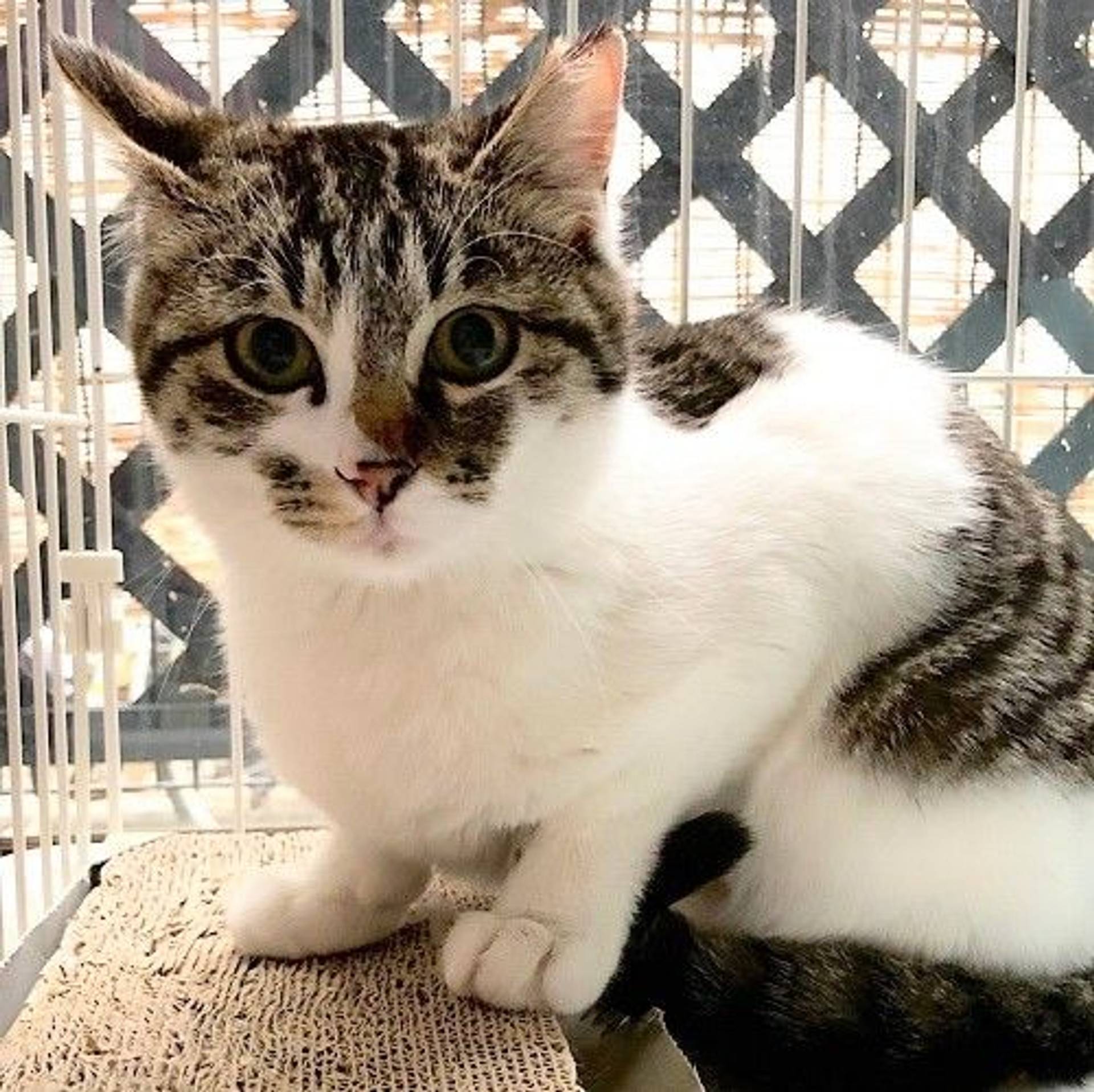 雑種（ミックス猫）・メスの里親募集の写真