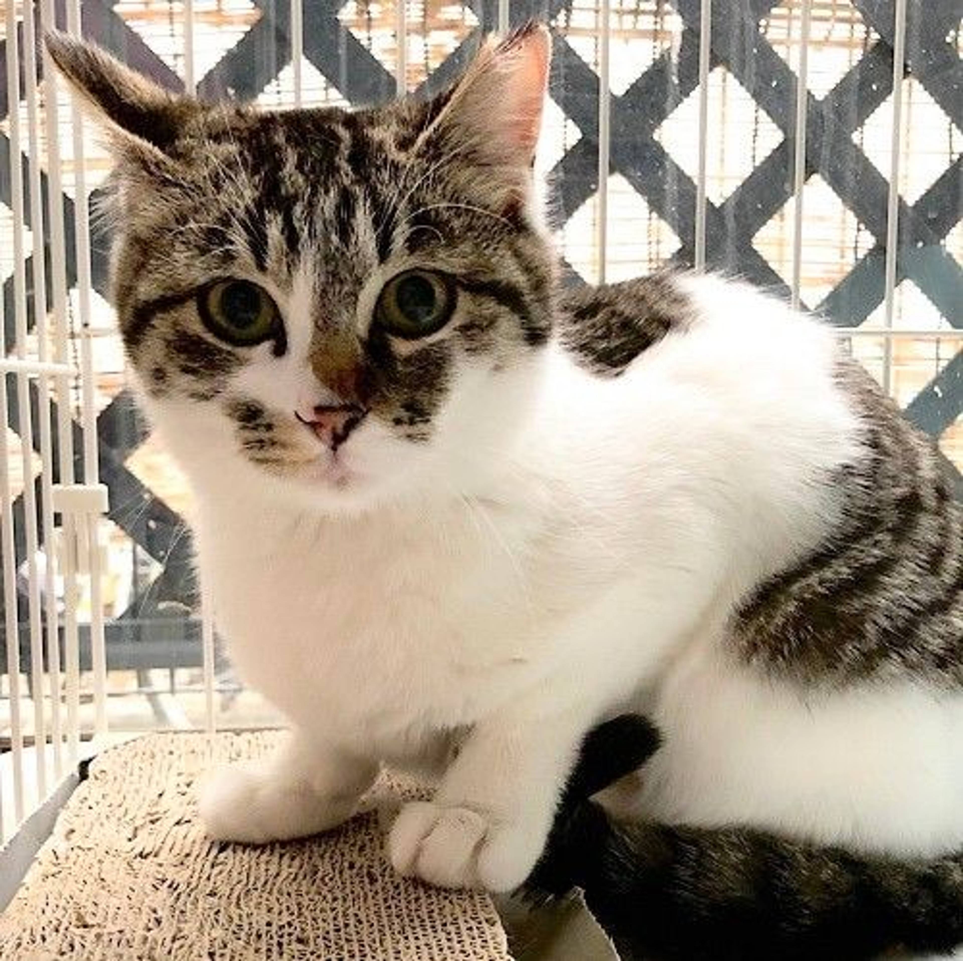 雑種（ミックス猫）・メスの里親募集の写真