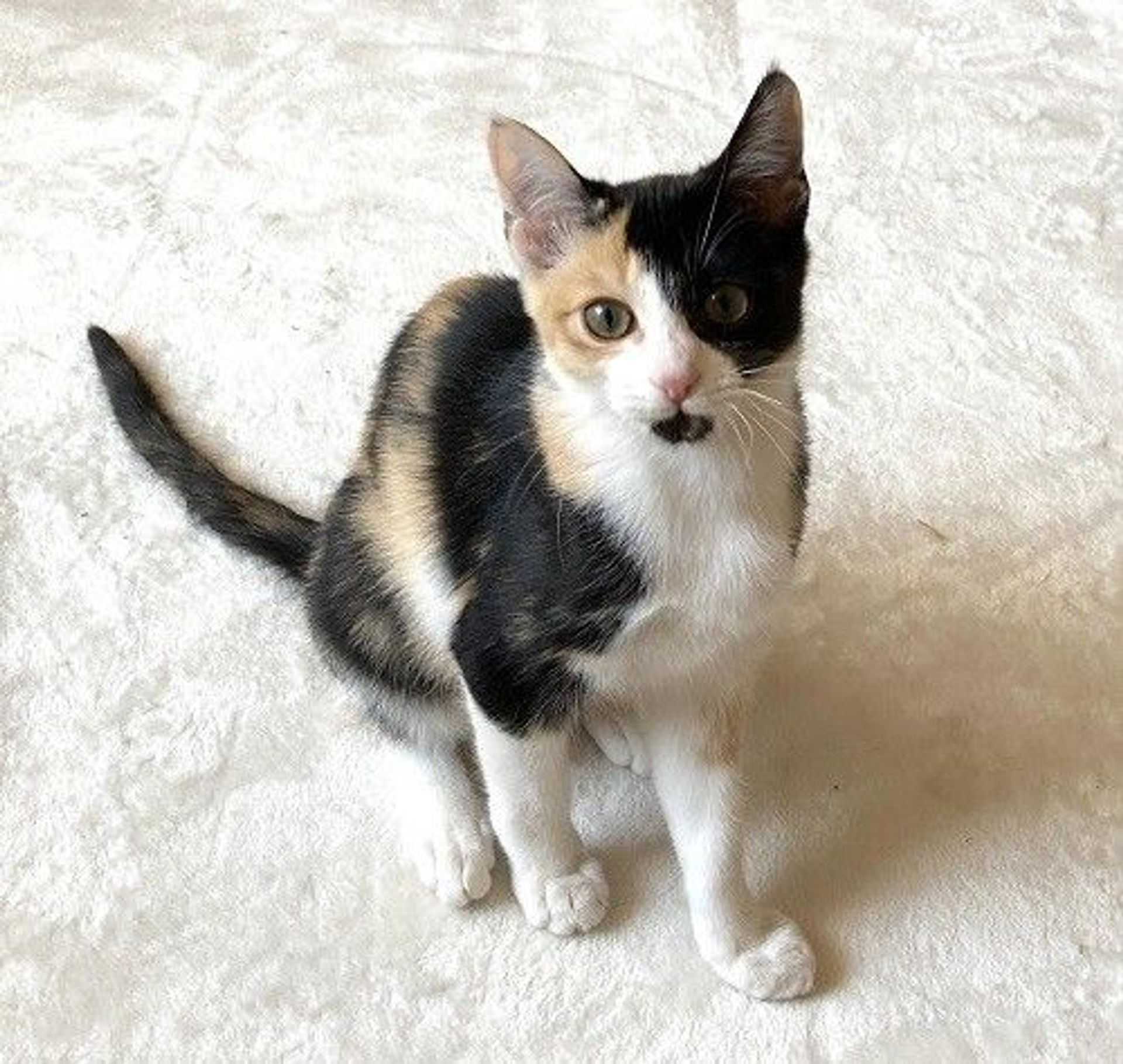 日本猫・メスの里親募集の写真