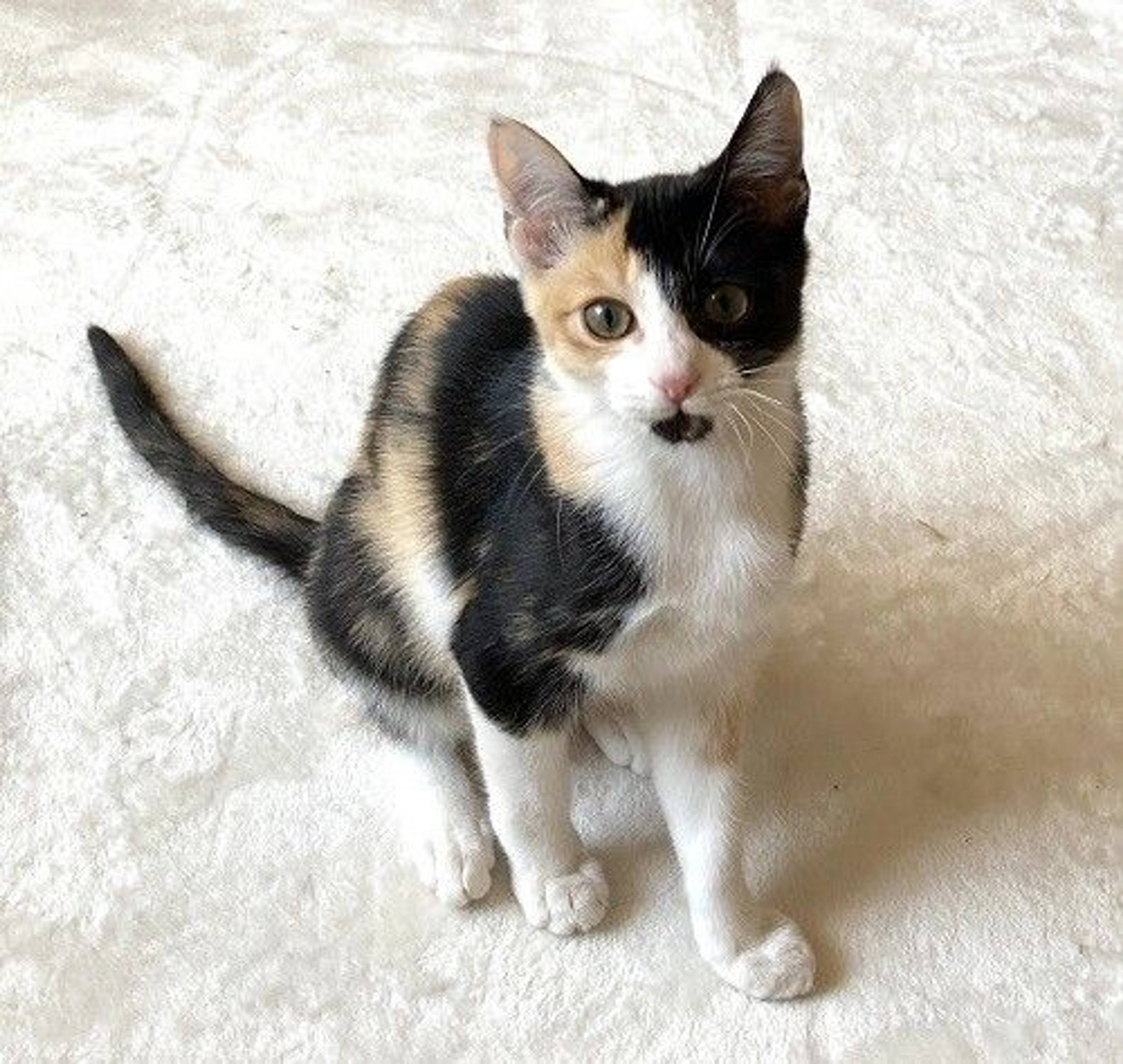 日本猫・メスの里親募集の写真