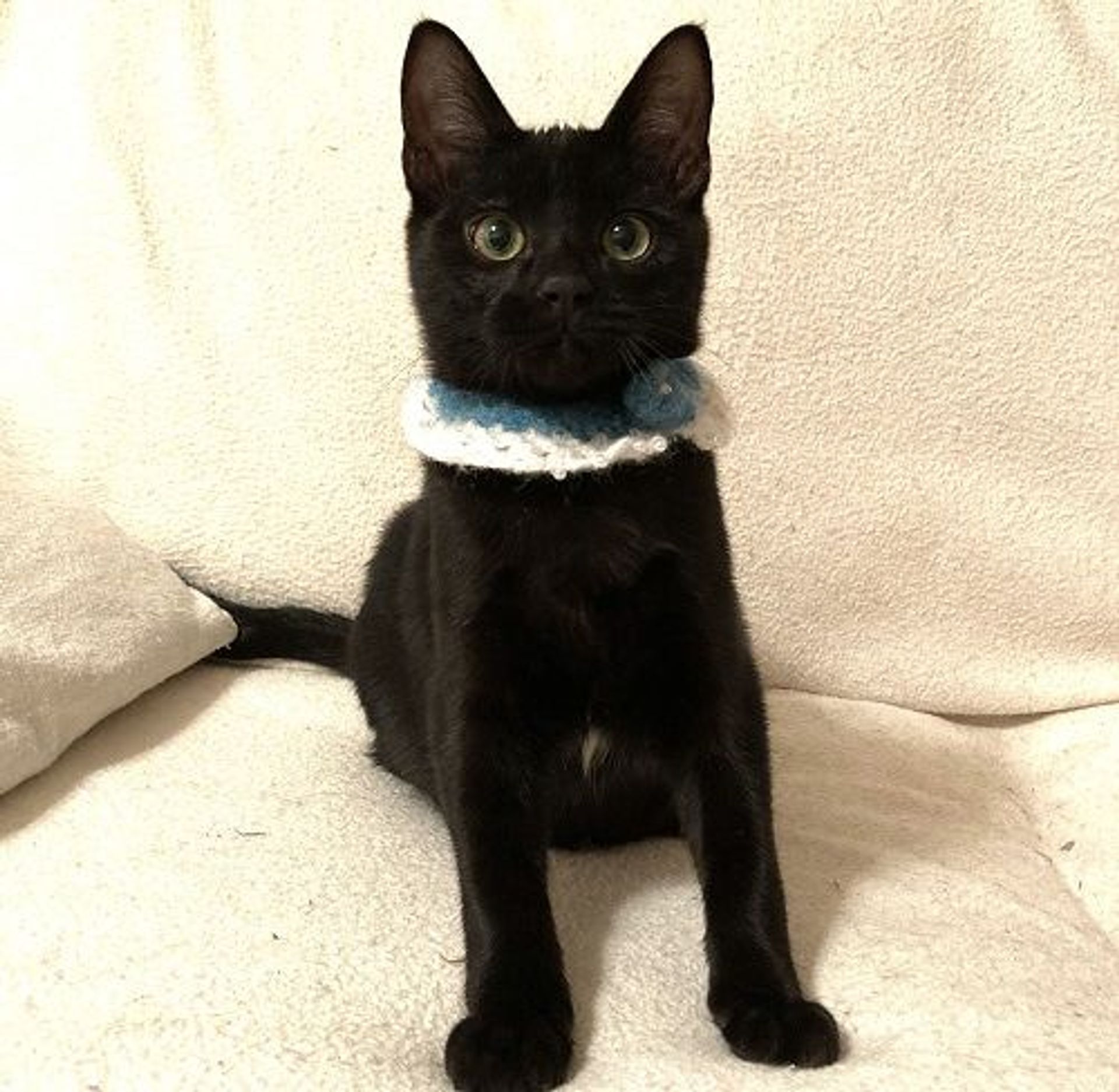 雑種（ミックス猫）・オスの里親募集の写真