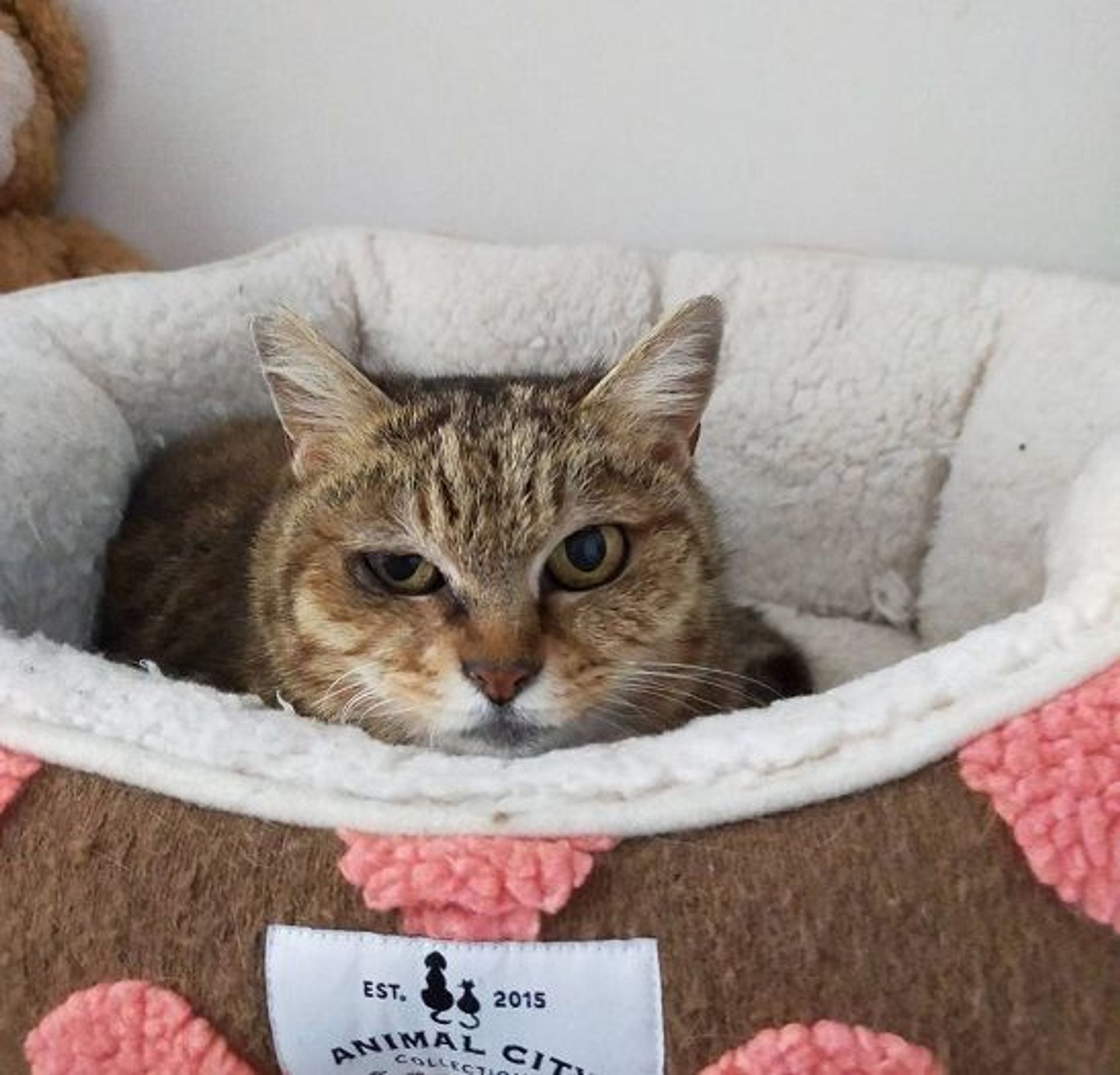 雑種（ミックス猫）・メスの里親募集の写真