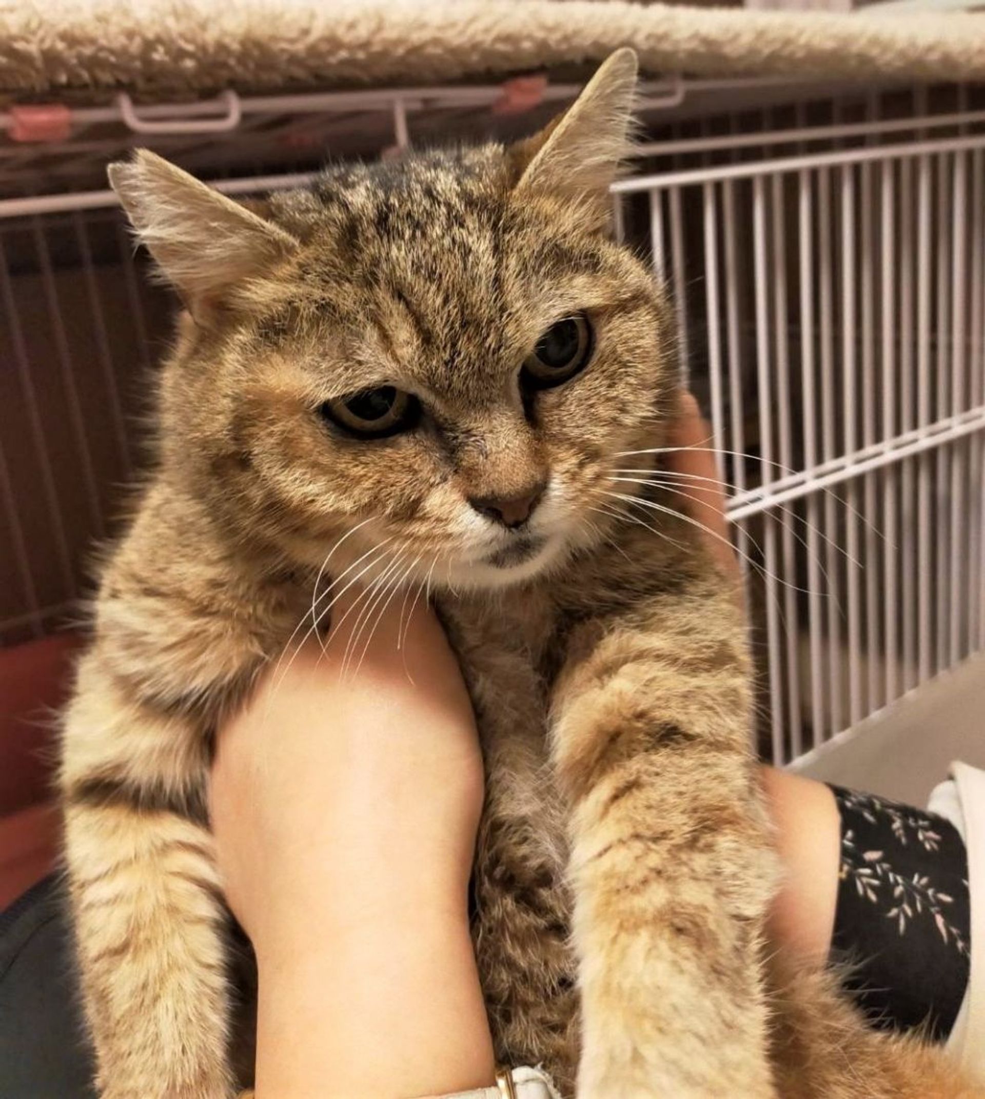 雑種（ミックス猫）・メスの里親募集の写真